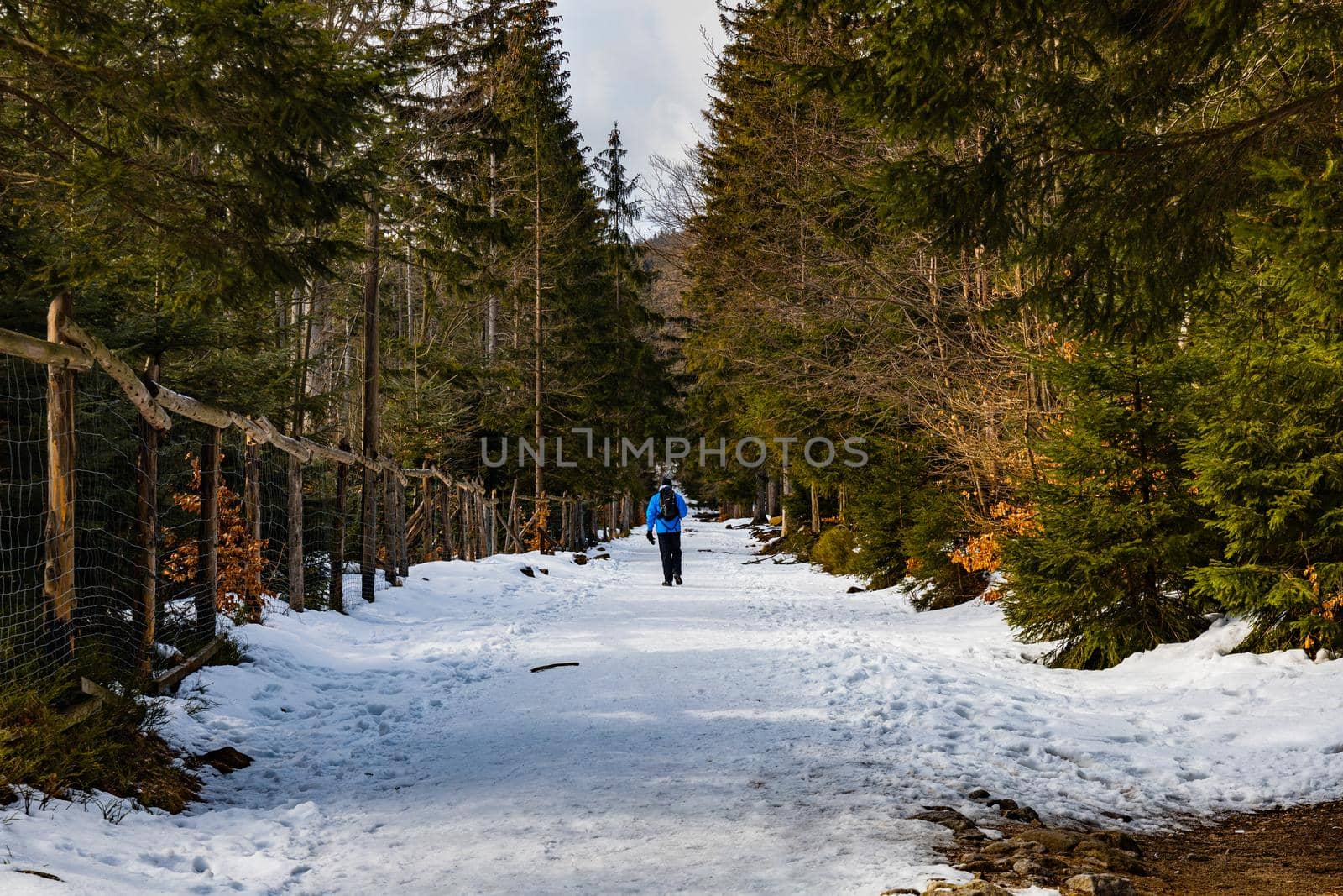 People walking through icy mountain trail next to wooden fence and high trees