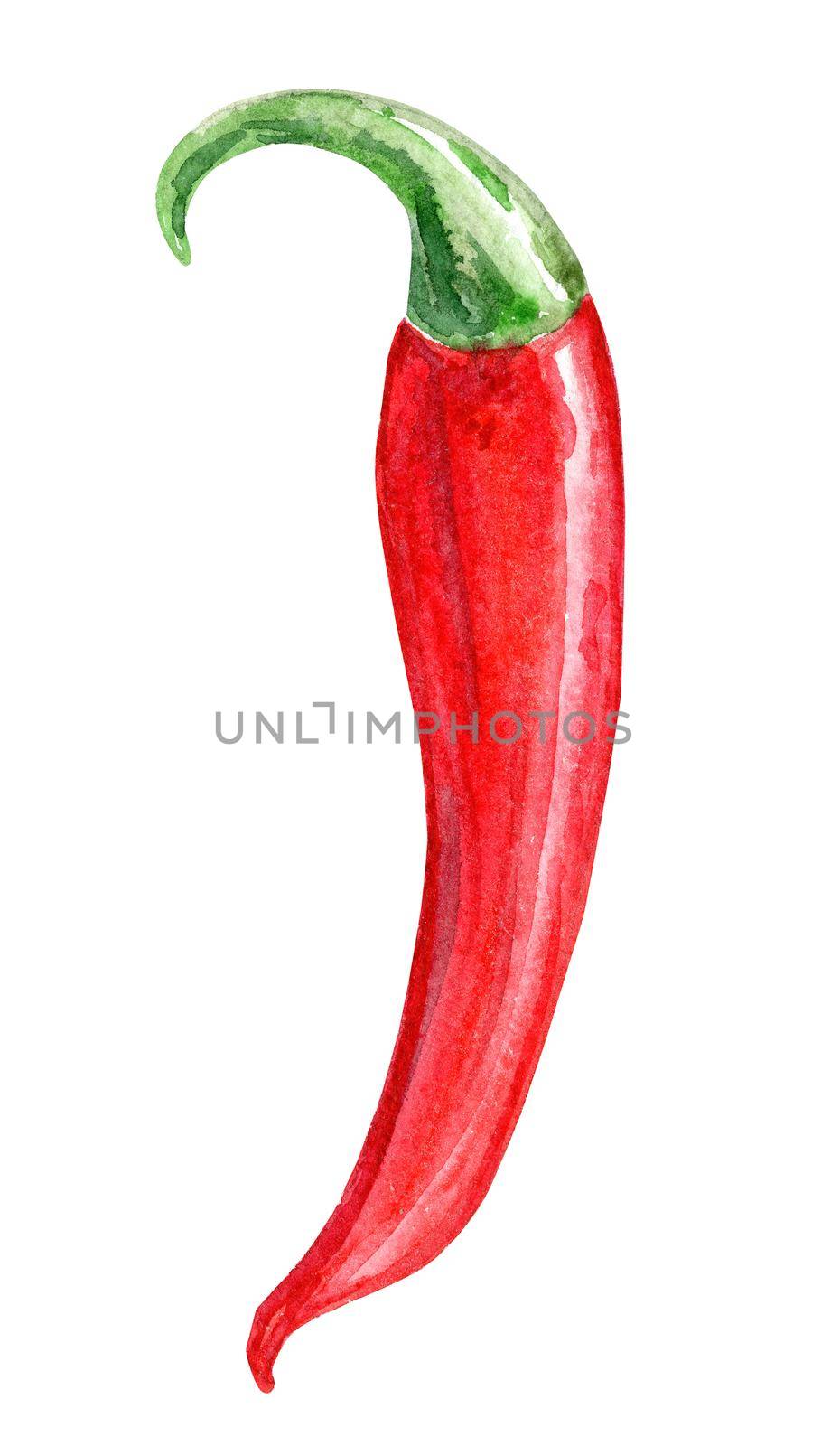 watercolor red chili pepper isolated on white background. spicy hot by dreamloud