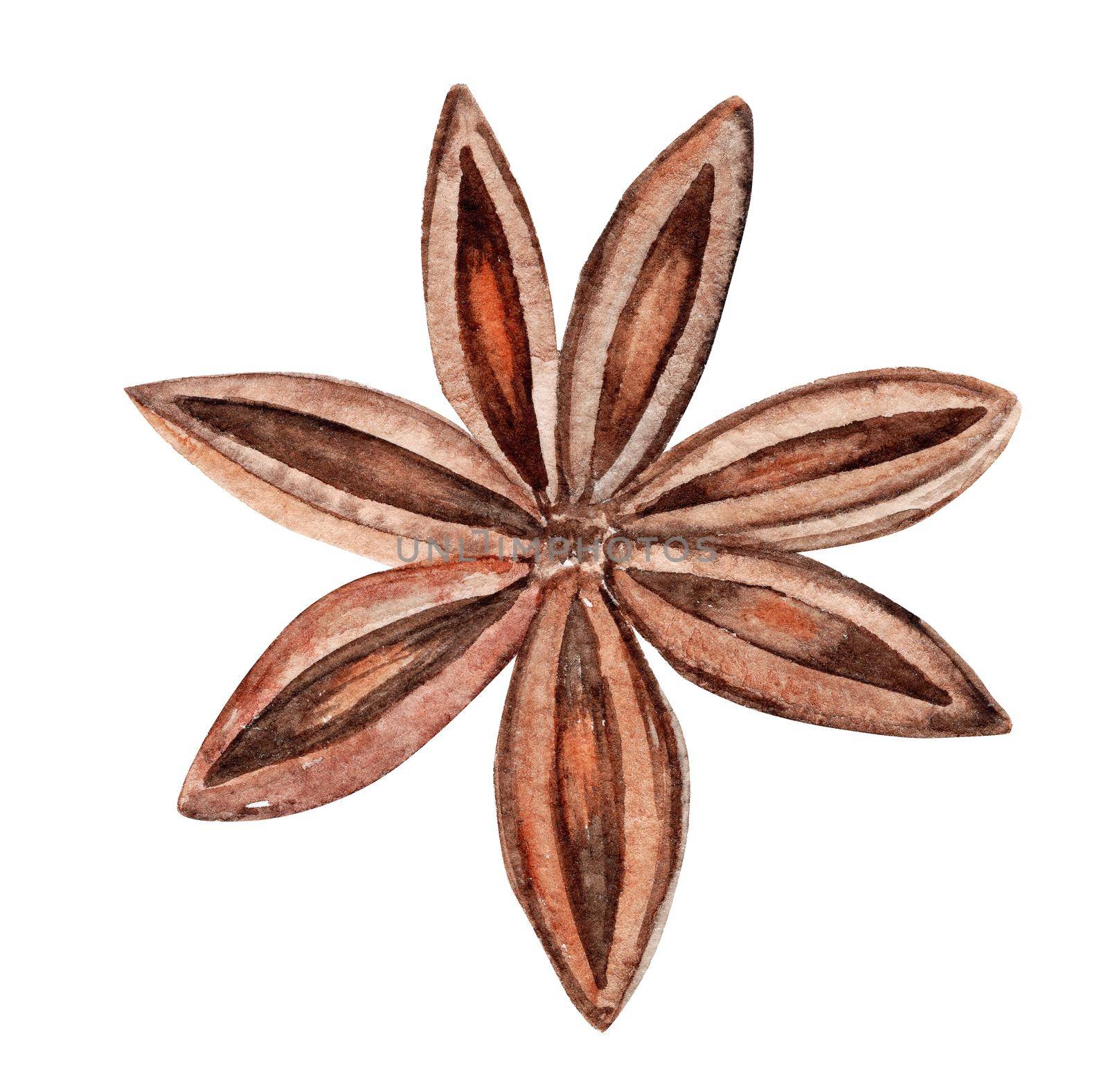 watercolor brown spice star anise isolated on white background