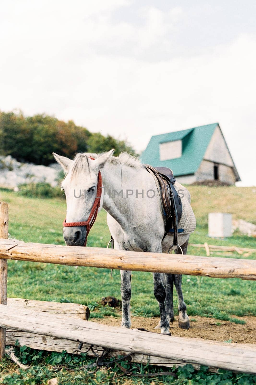 Horse in a harness stands near a wooden fence on a farm. High quality photo