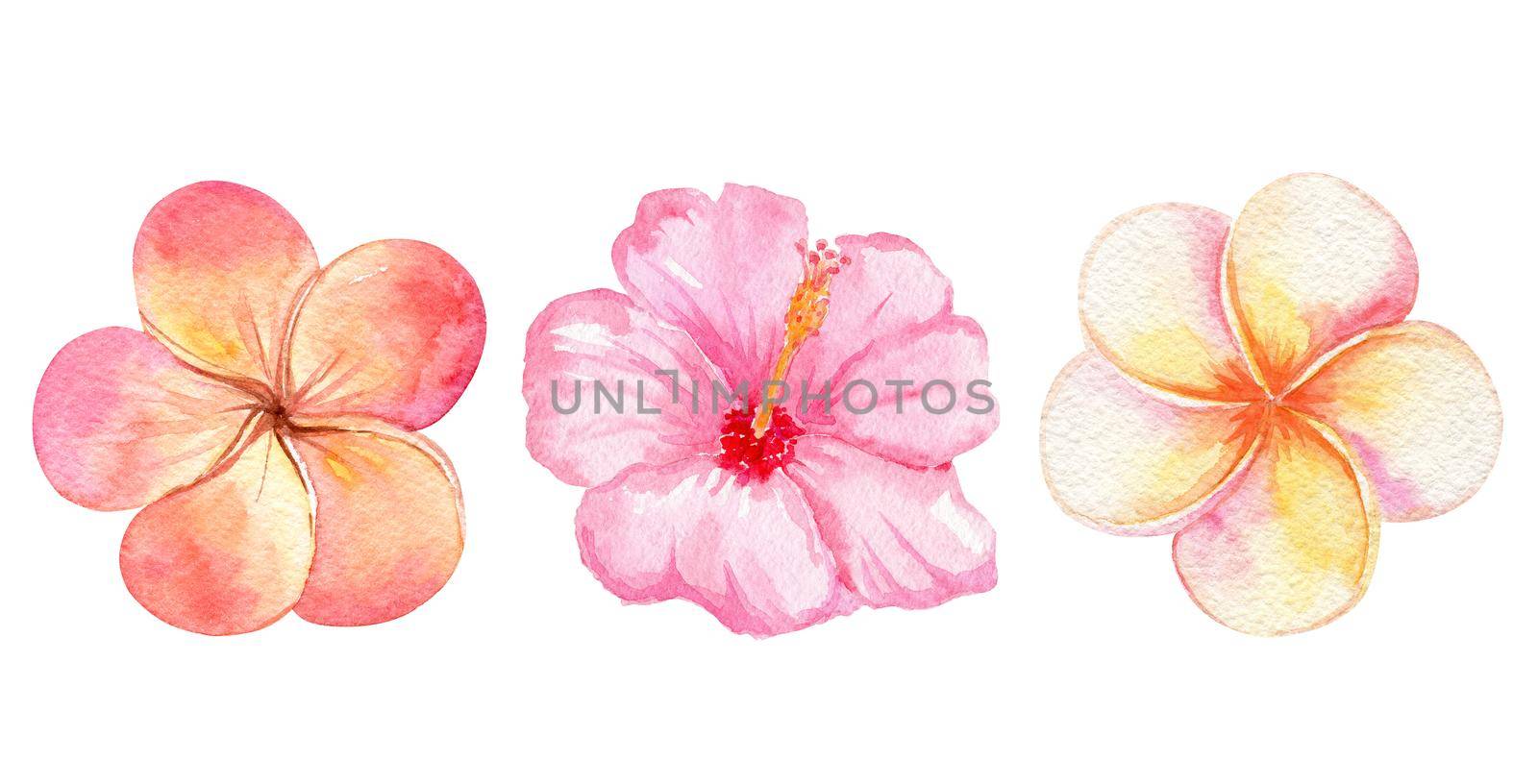 watercolor orange tropical flowers set isolated on white background. Plumeria and pink hibiscus collection by dreamloud