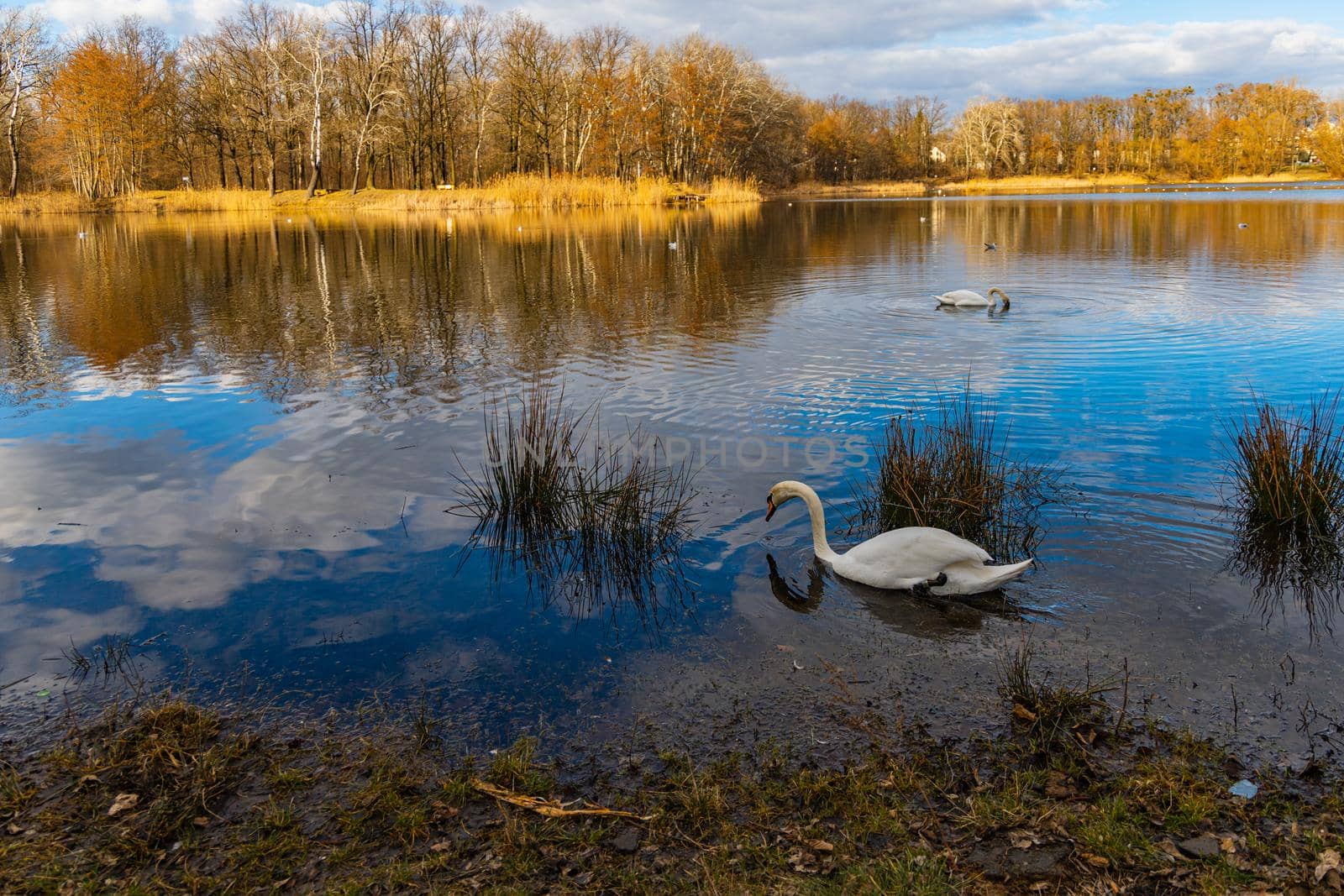 Big lake full of ducks and swans in park next to few high block of flats  by Wierzchu