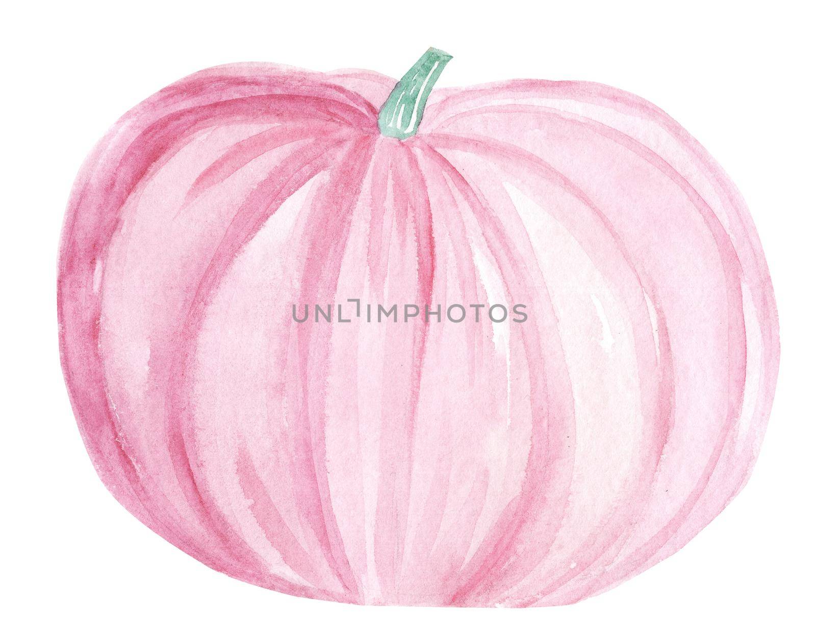 watercolor pink pumpkin on white background by dreamloud