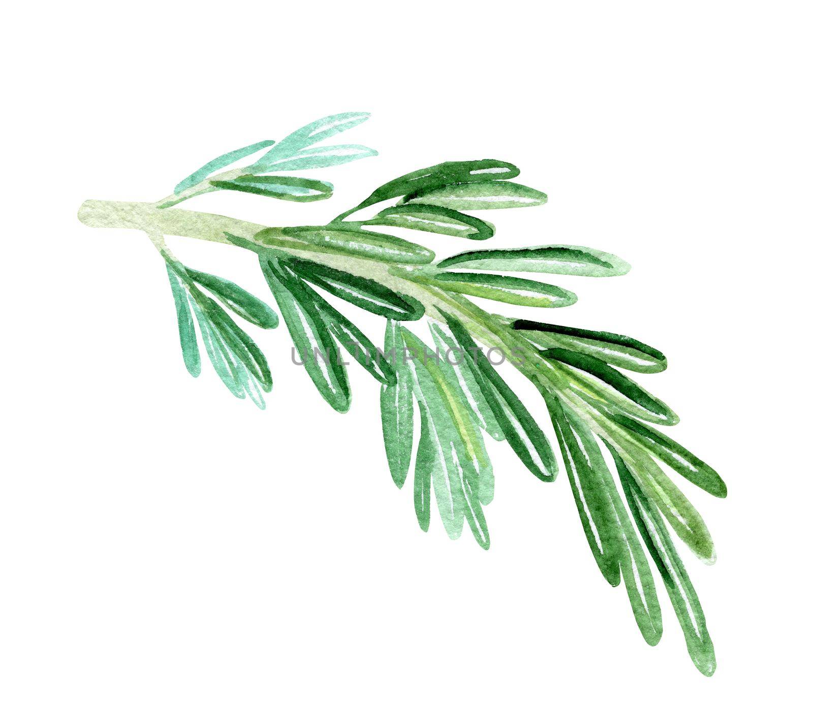 watercolor rosemary branch on white background. Green herbs spices by dreamloud