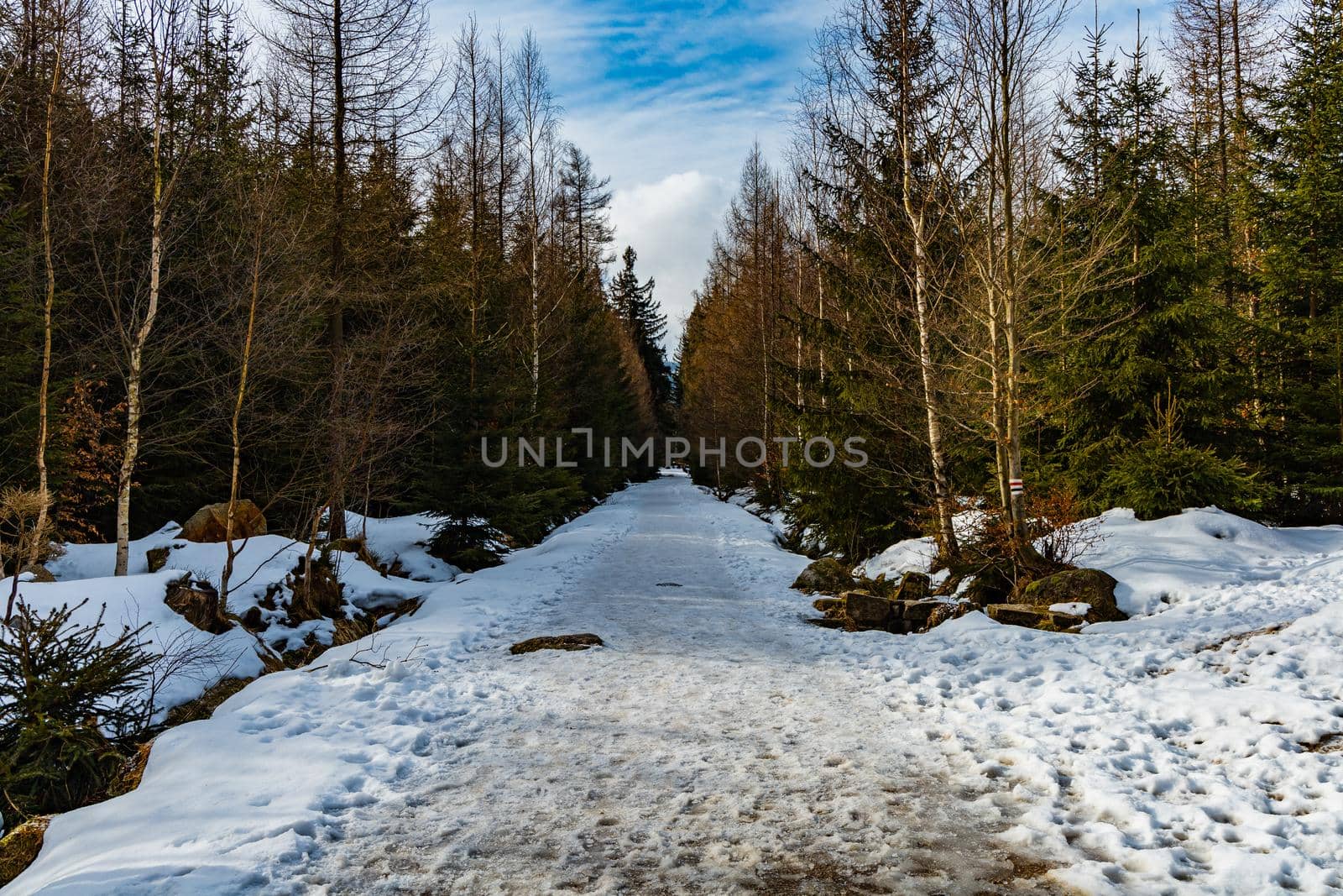 Long mountain trail full of fresh snow and ice between high old trees  by Wierzchu