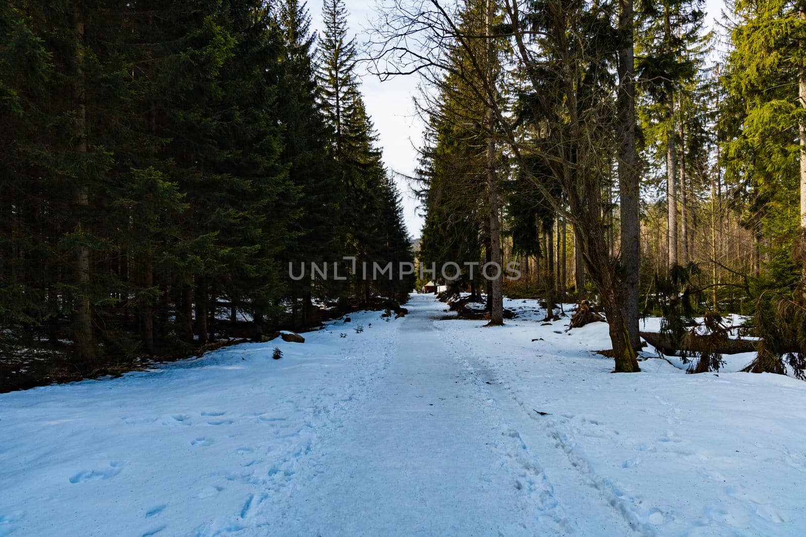 Long mountain trail full of fresh snow and ice between high old trees 