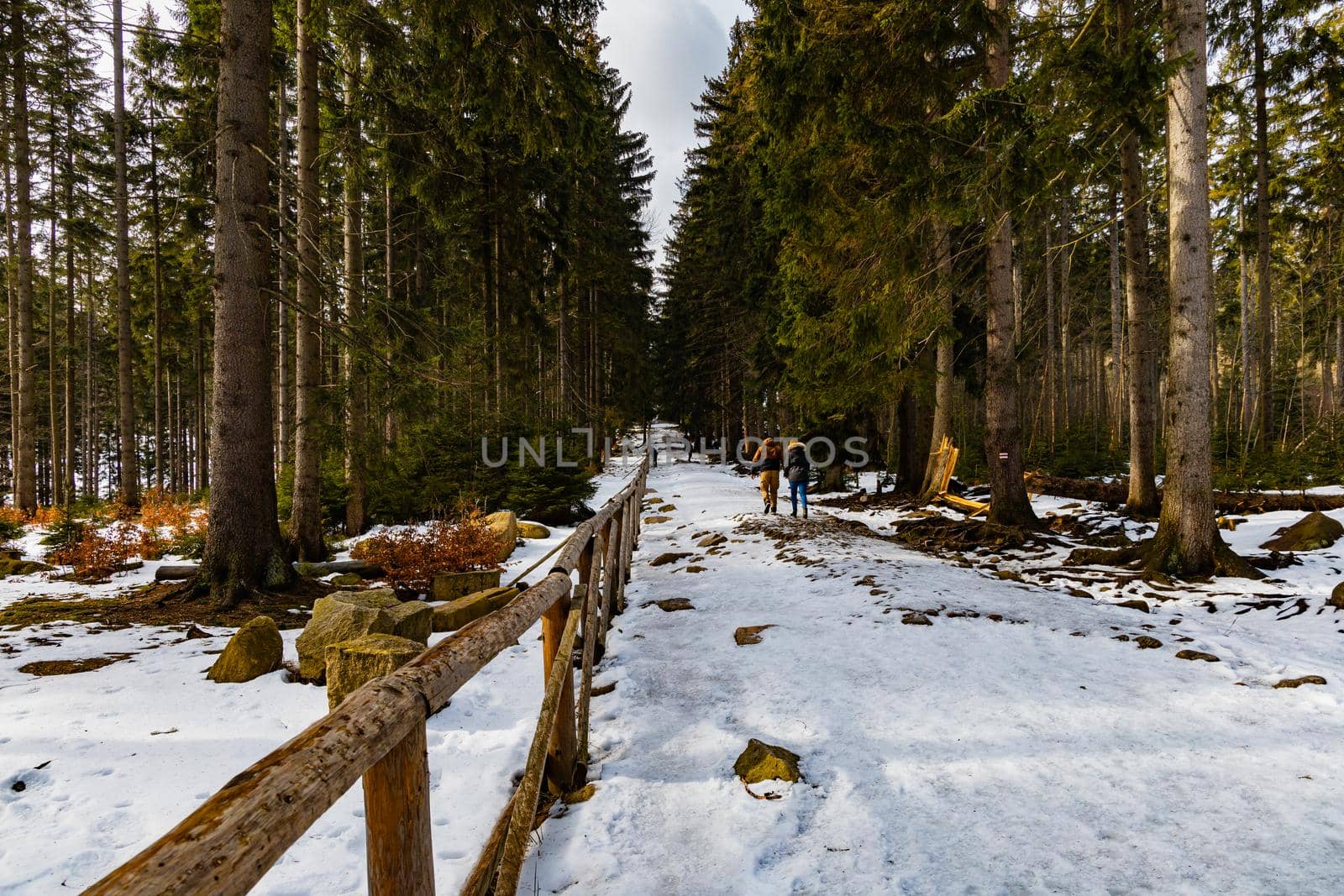 People walking through icy mountain trail next to wooden fence and high trees by Wierzchu