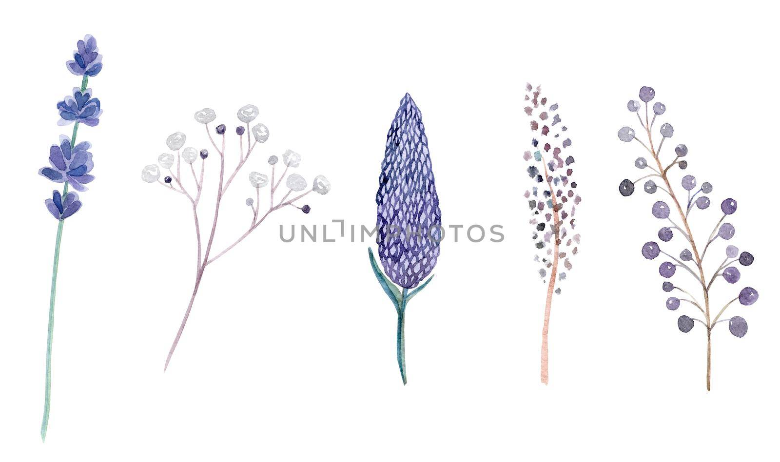 watercolor hand drawn purple and green herbs and flowers set isolated on white background. Lavender branches by dreamloud