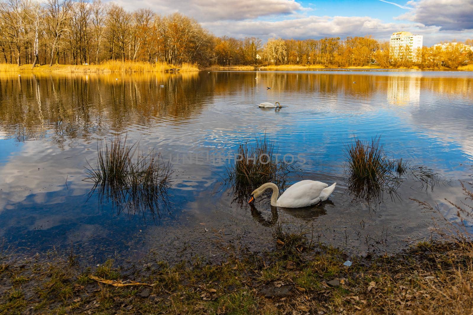 Big lake full of ducks and swans in park next to few high block of flats 