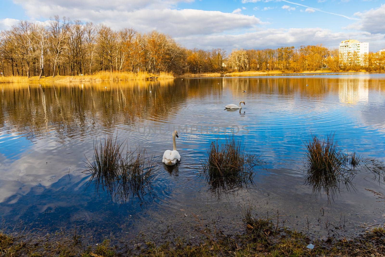 Big lake full of ducks and swans in park next to few high block of flats  by Wierzchu