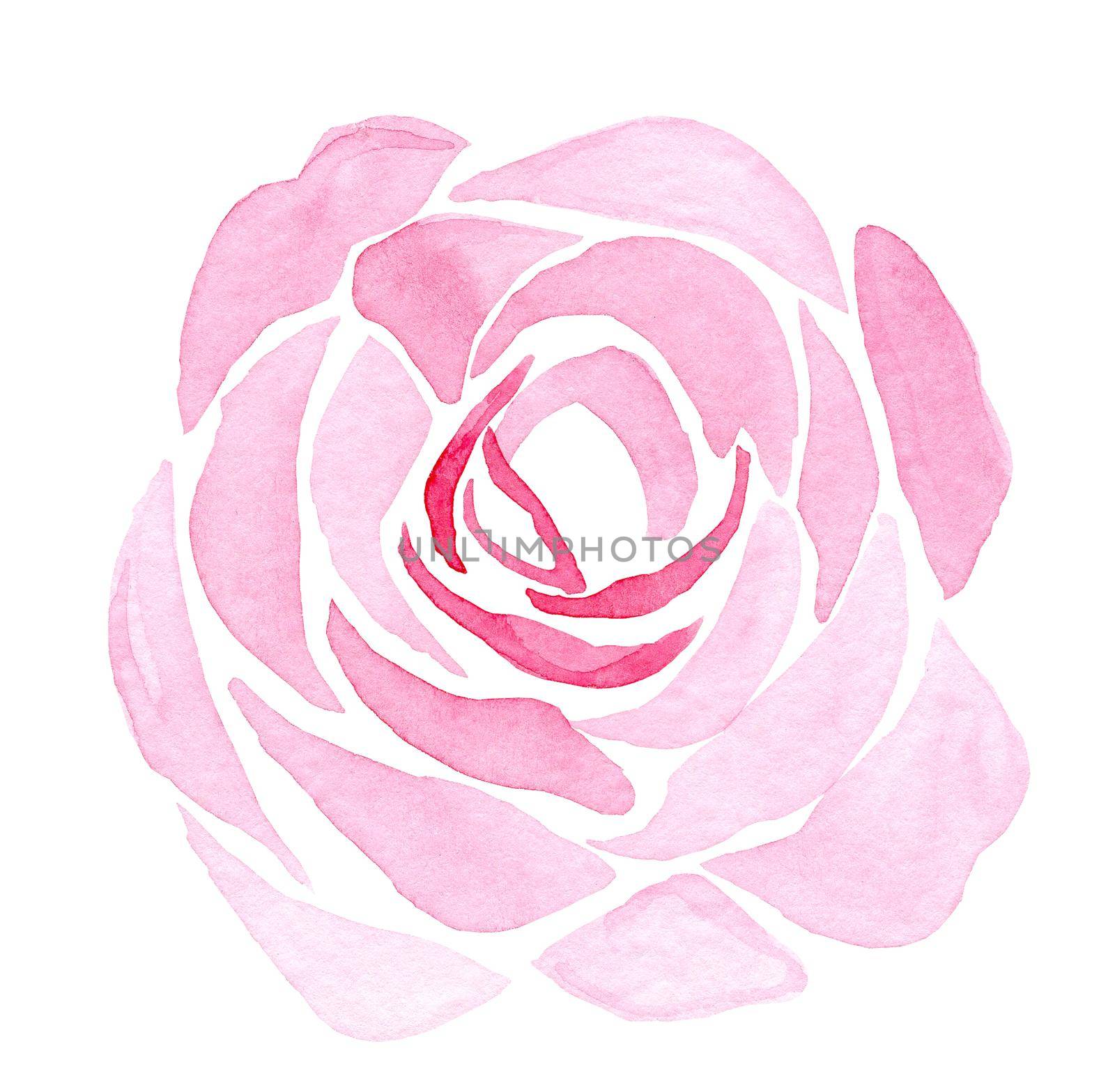 watercolor hand drawn pink rose flower isolated on white background by dreamloud