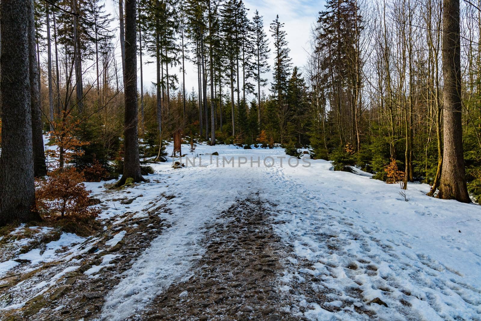 Long mountain trail full of fresh snow and ice between high old trees  by Wierzchu