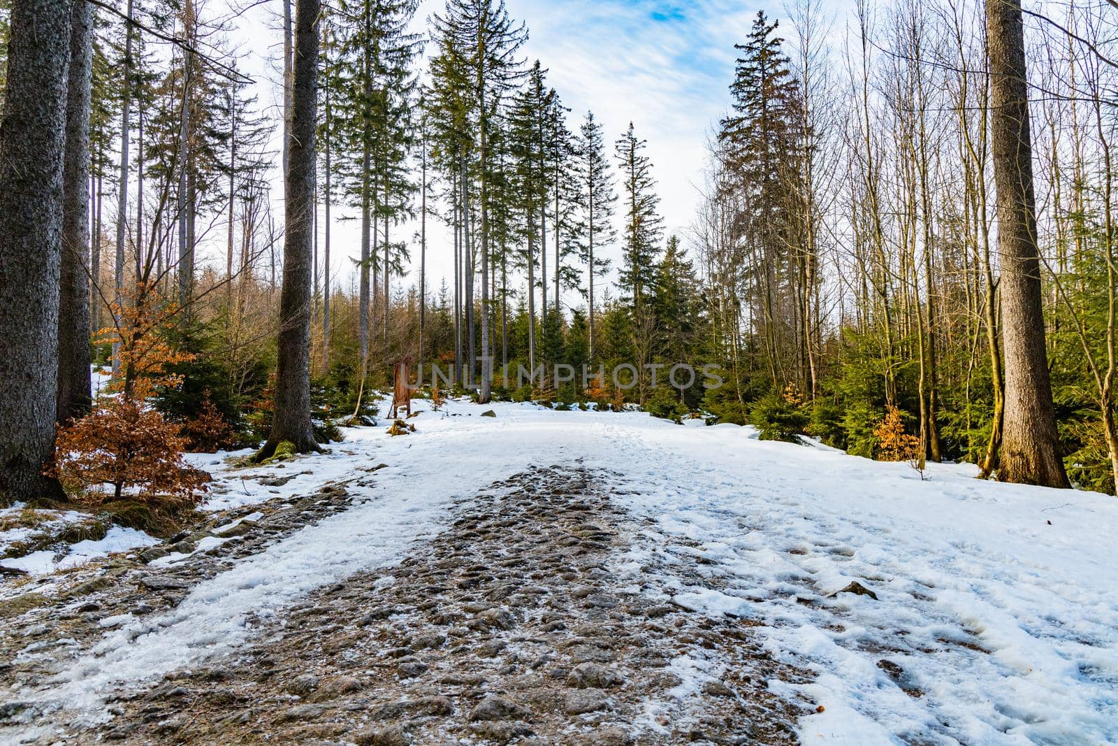 Long mountain trail full of fresh snow and ice between high old trees 