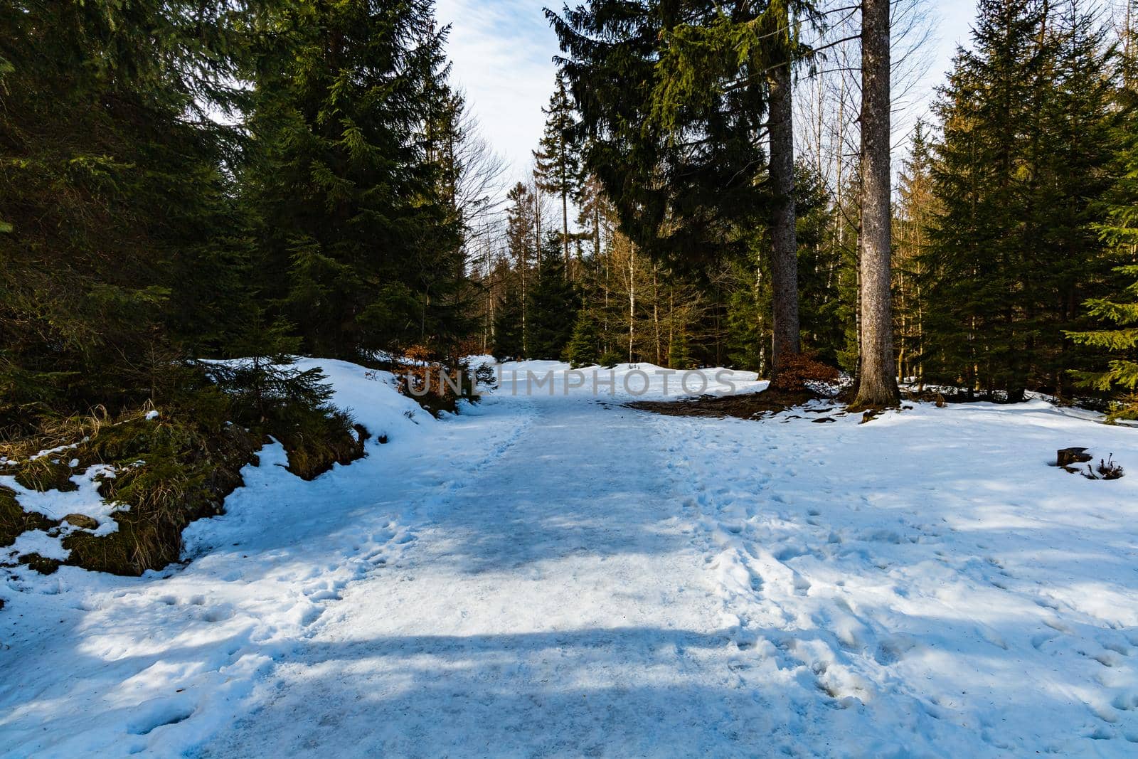 Long mountain trail full of fresh snow and ice between high old trees 