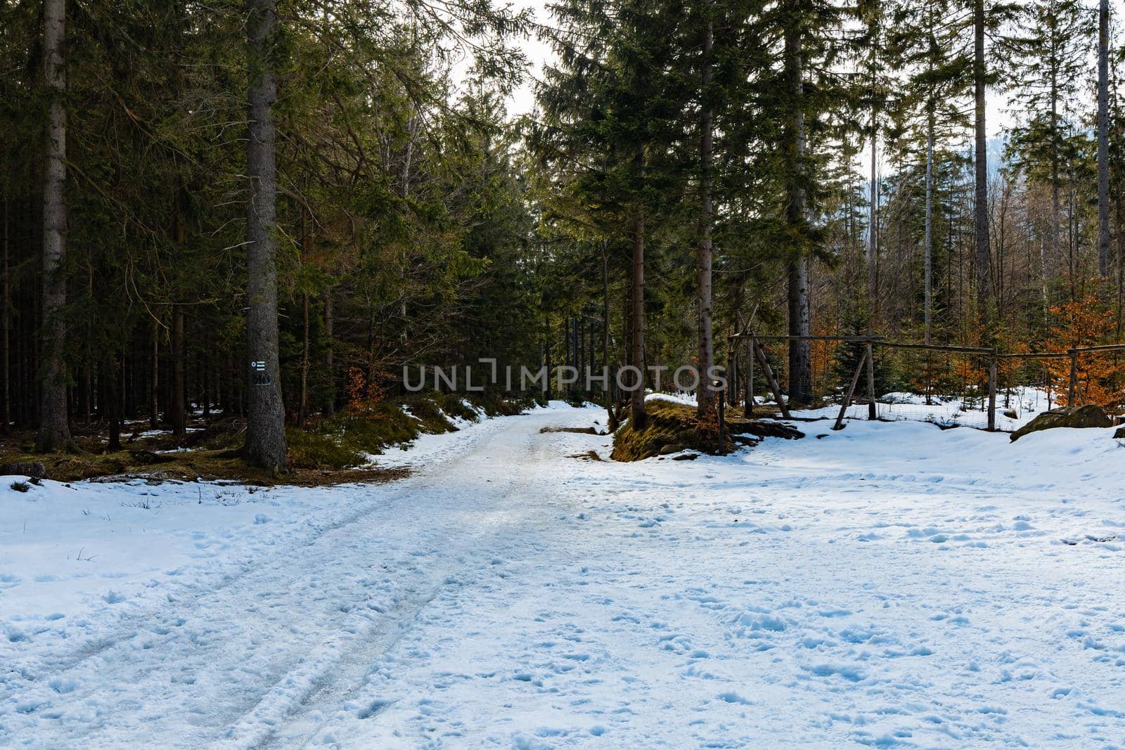 Long mountain trail full of fresh snow and ice between high old trees 