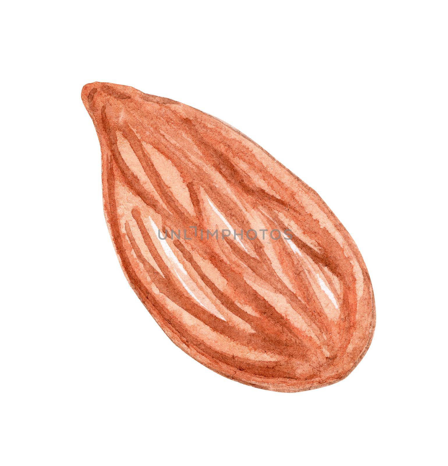 watercolor almond nut without shell isolated on white background