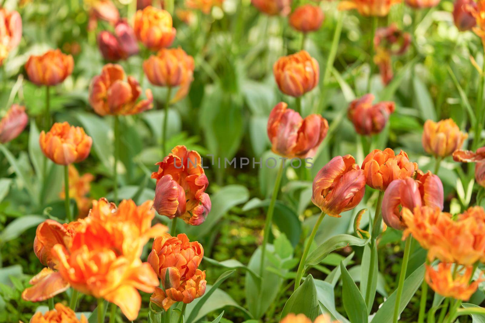 Bright flowers of tulips on a tulip field on a sunny morning by vizland