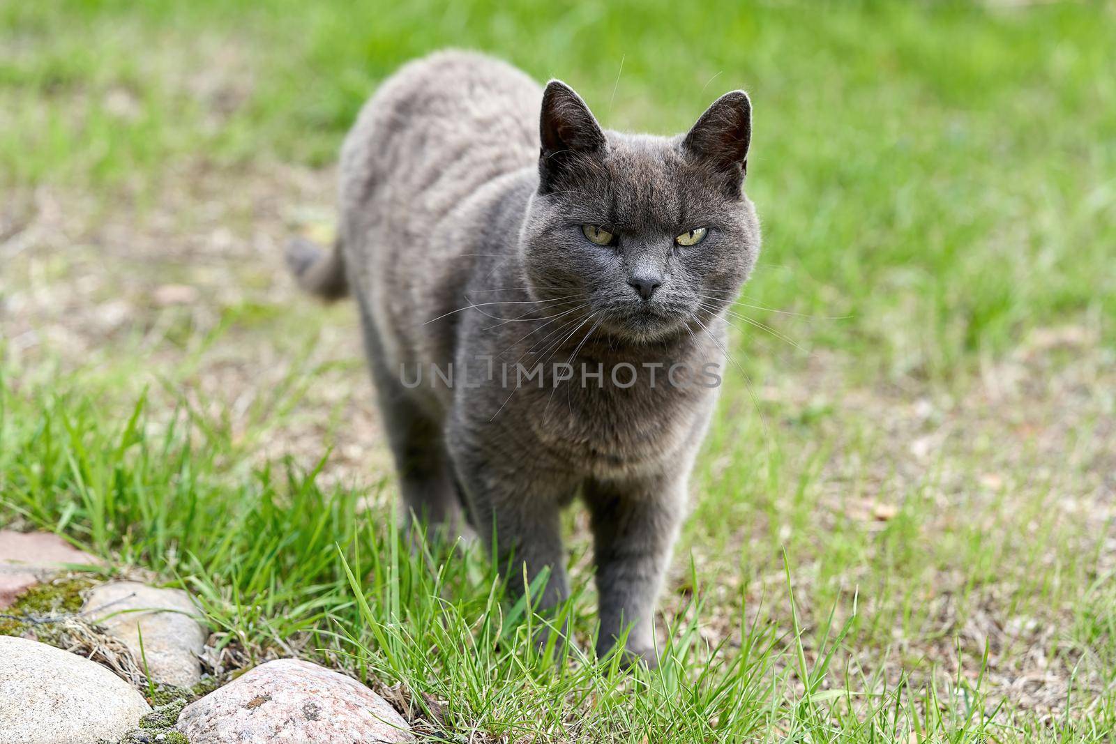 A gray cat walks on green grass on a summer day. Portrait of a fluffy gray cat for a walk