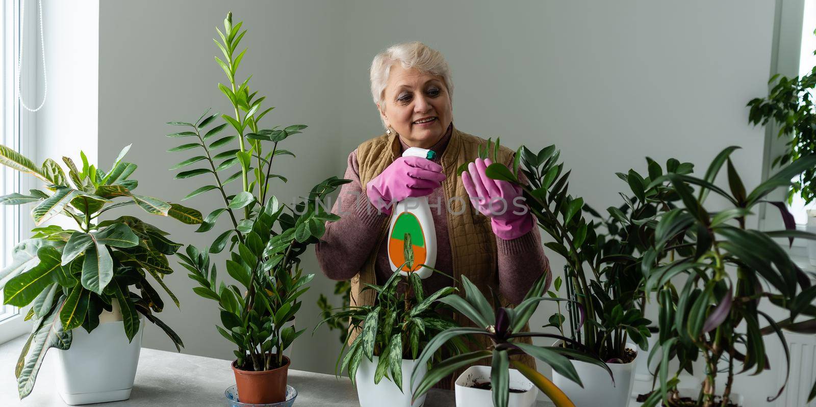 people, housework and plants care concept - senior woman watering houseplants at home.