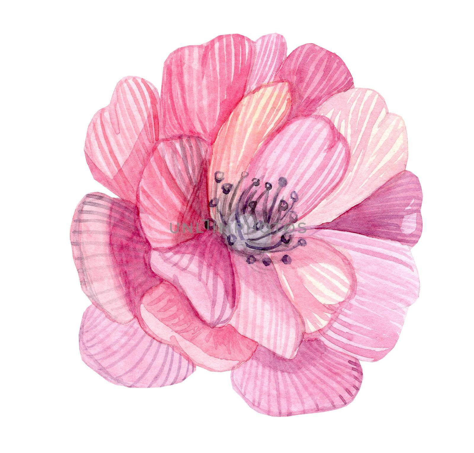 watercolor pink flower illustration isolated on white background by dreamloud