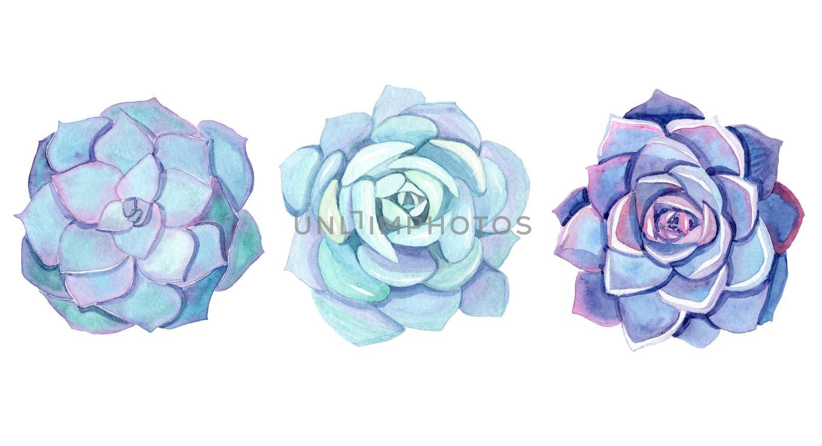 watercolor blue succulents set isolated on white background. Echeveria flowers by dreamloud