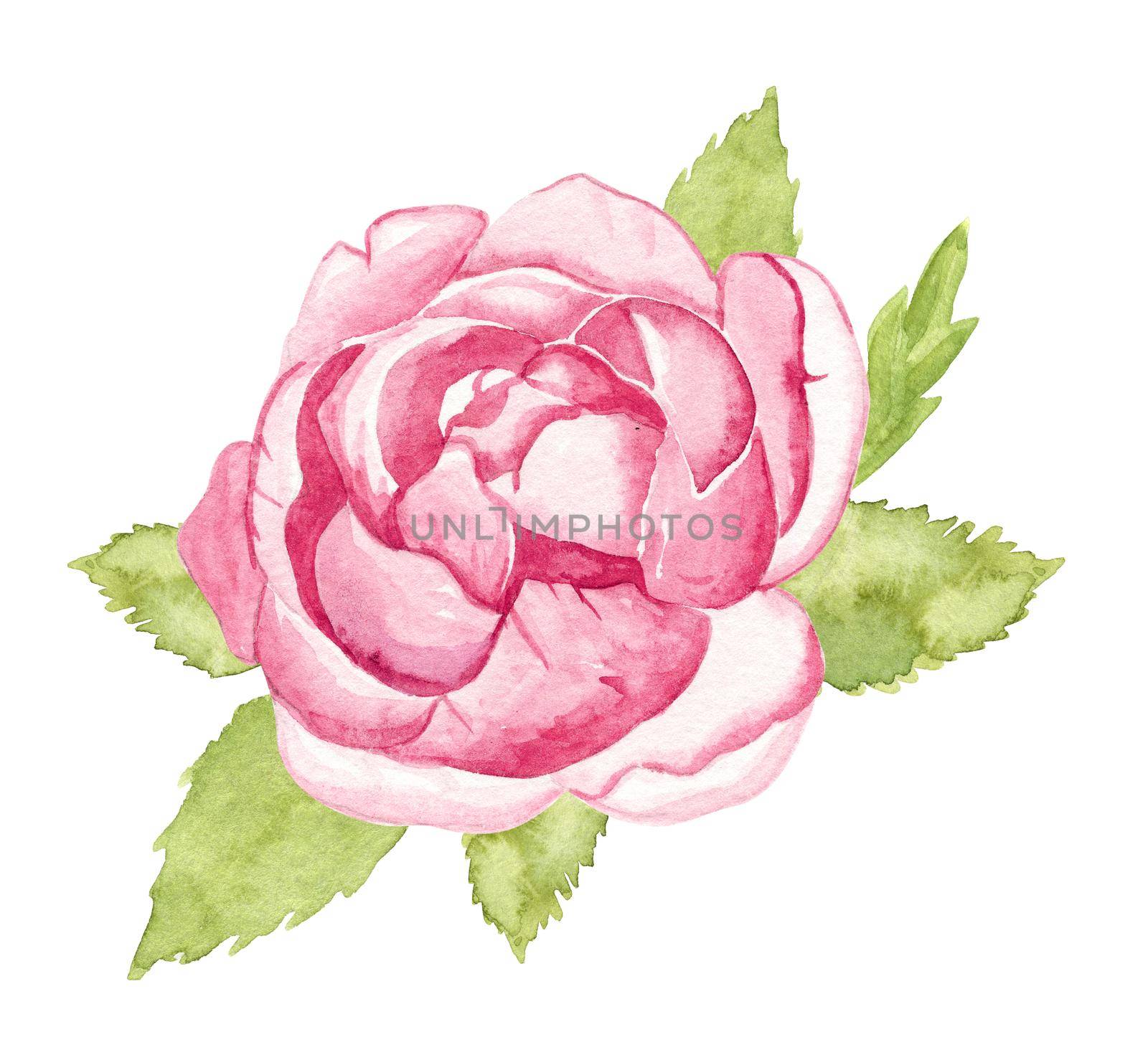 Watercolor pink peony with green leaves isolated on white background. Blooming flower hand drawn illustration