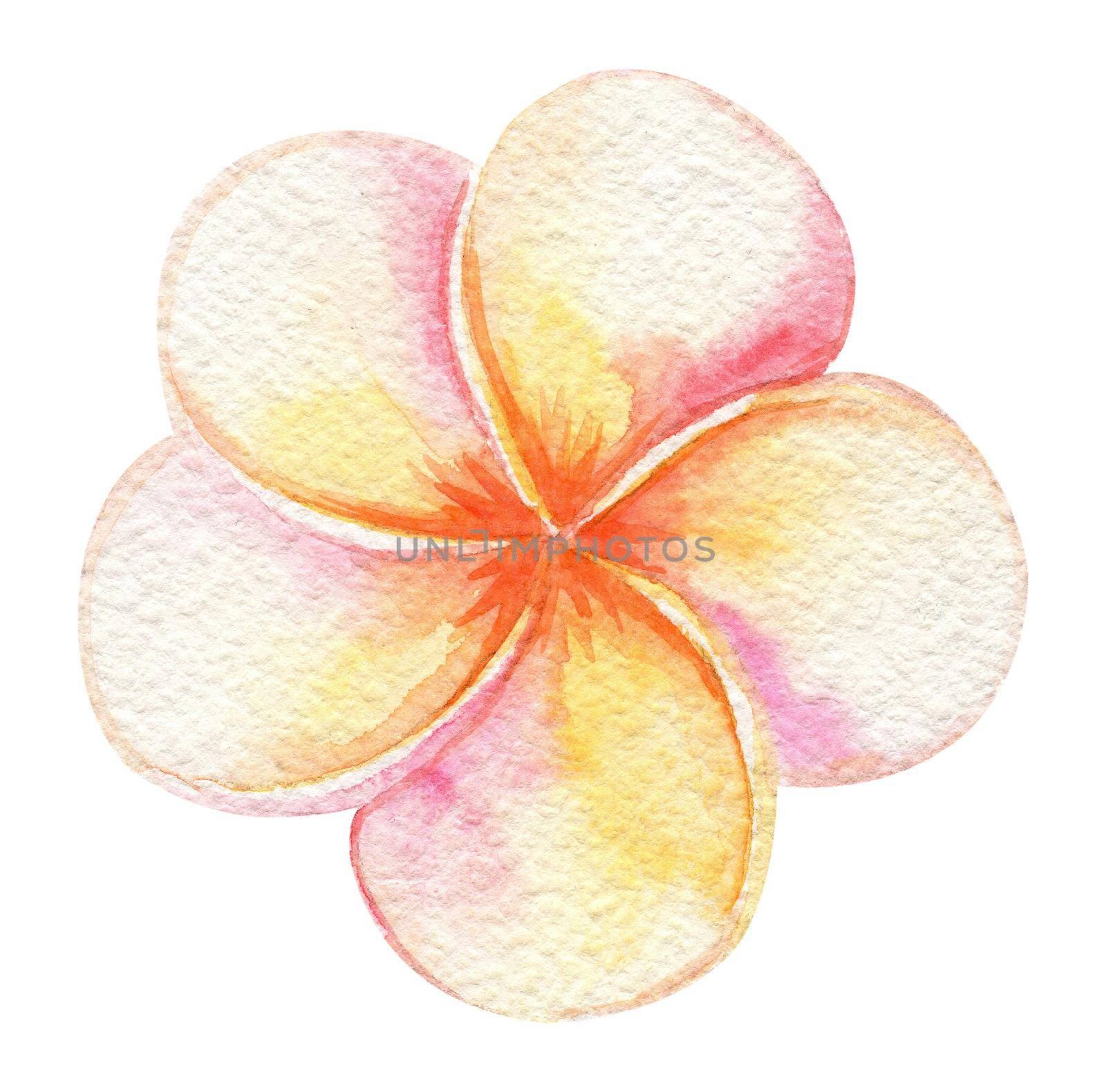 watercolor yellow pink plumeria flower isolated on white background. Hand drawn tropical blossom by dreamloud