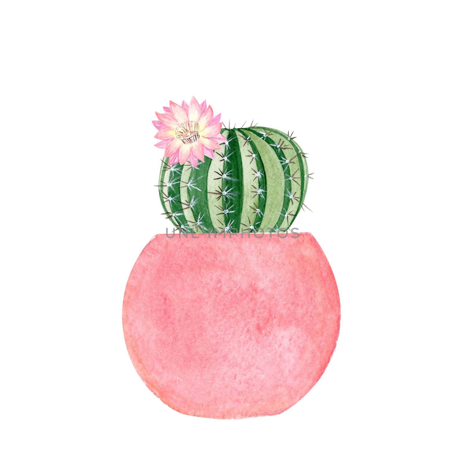 watercolor cactus with flower in pink pot isolated on white background by dreamloud