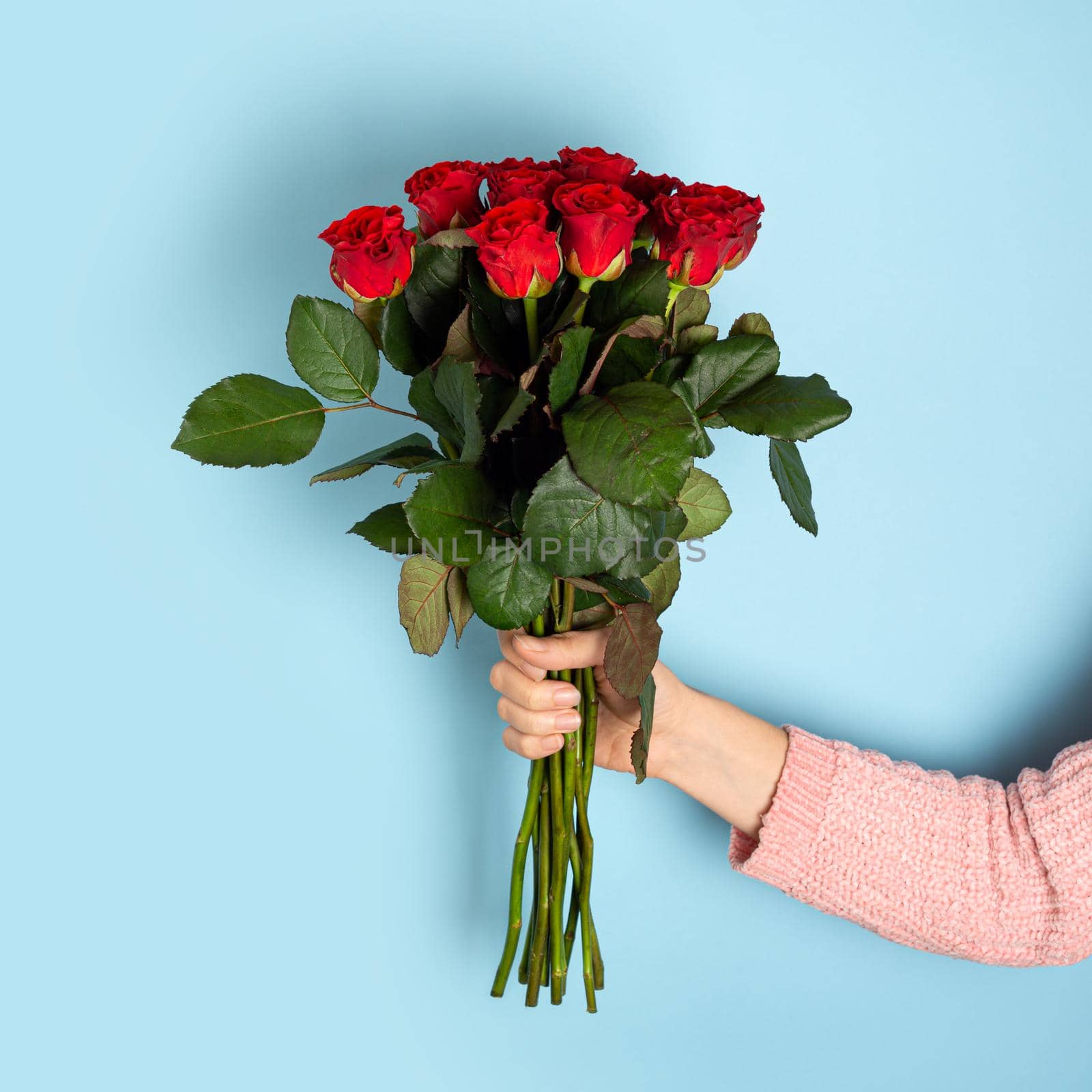 Hand holding Beautiful big bouquet of red roses light blue background. Trendy Banner for Valentines Day, International Womens Day or mothers day