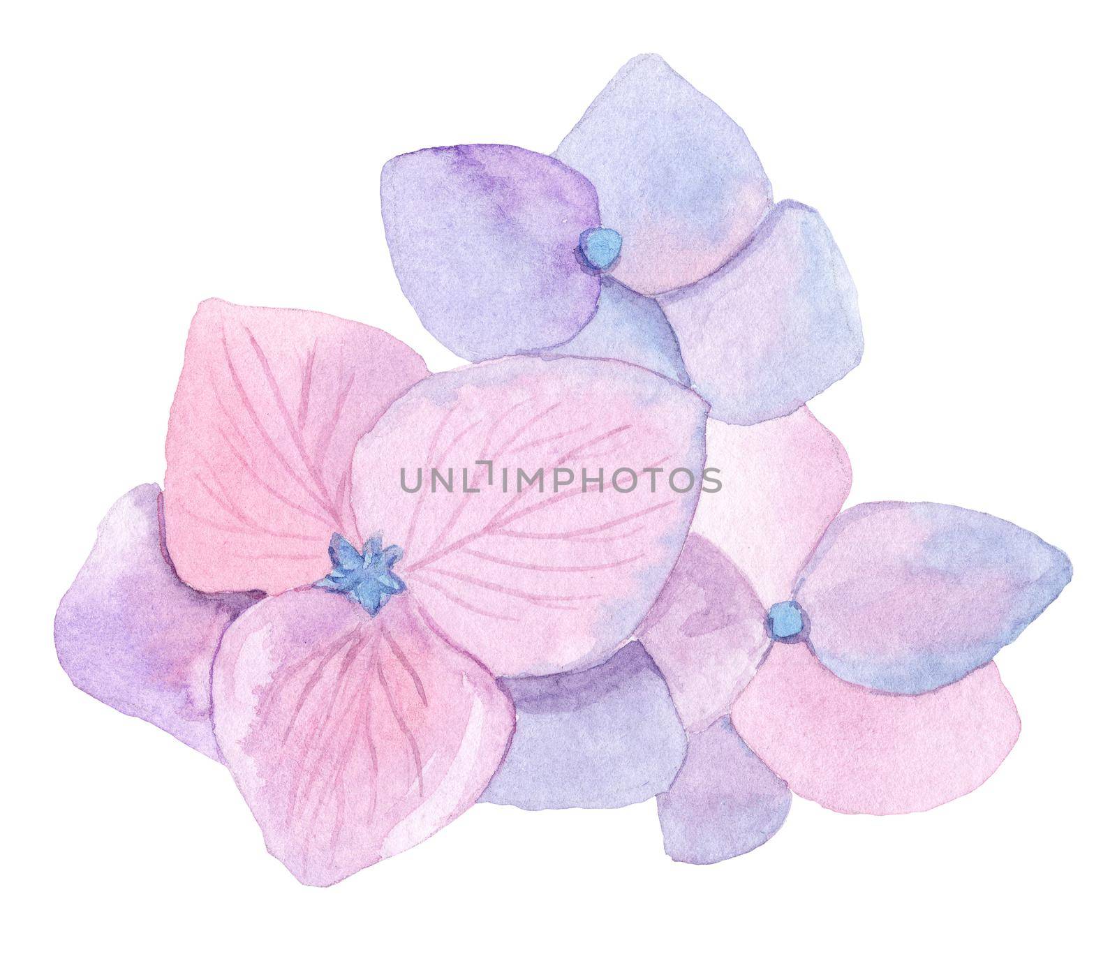 watercolor hand drawn pink flower hydrangea composition isolated on white background by dreamloud