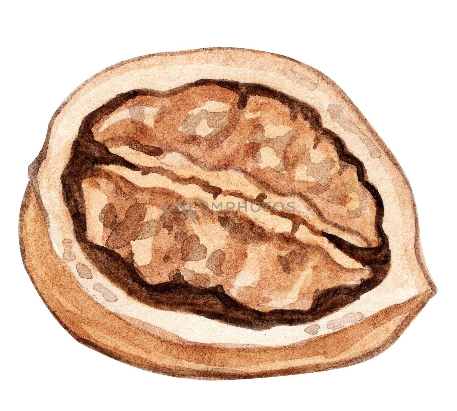 watercolor opened walnut isolated on white background. Unshelled nut illustration