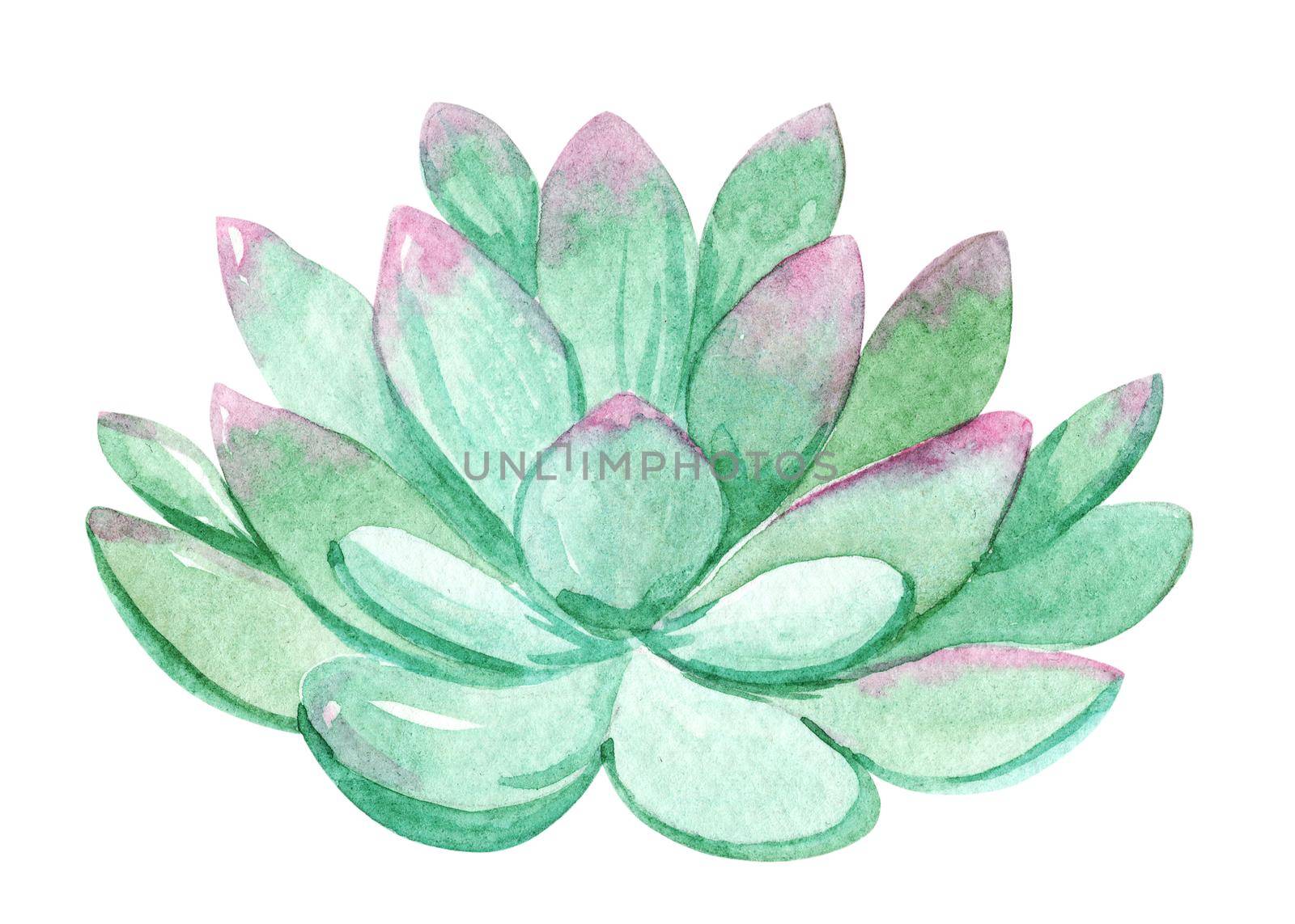 watercolor green succulent isolated on white background. Hand drawn houseplant echeveria illustration