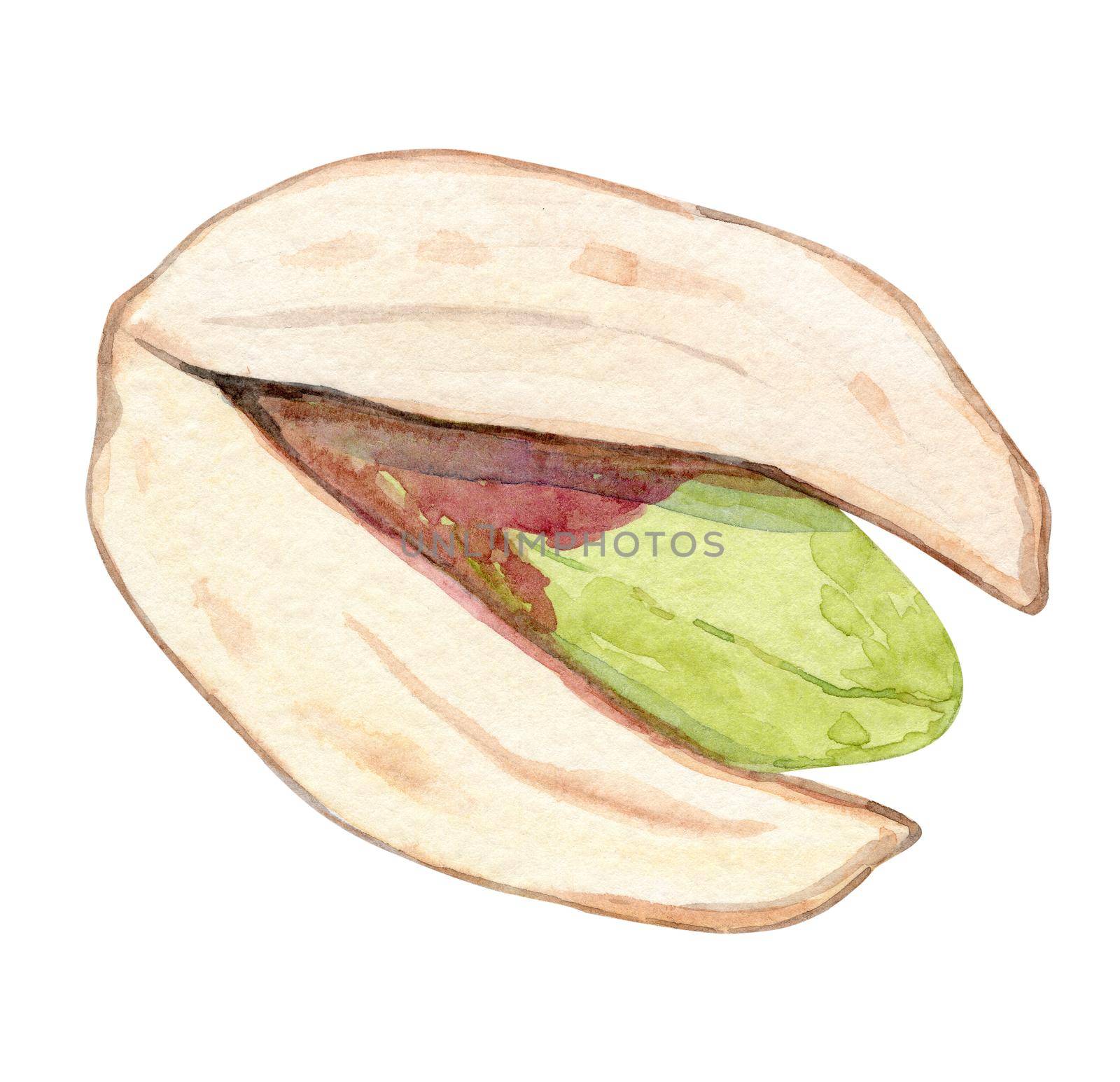 watercolor hand drawn open pistachio nut in shell isolated on white background.