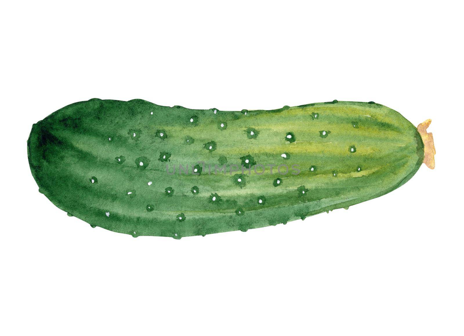 watercolor green cucumber isolated on white background. Vegetable illustration