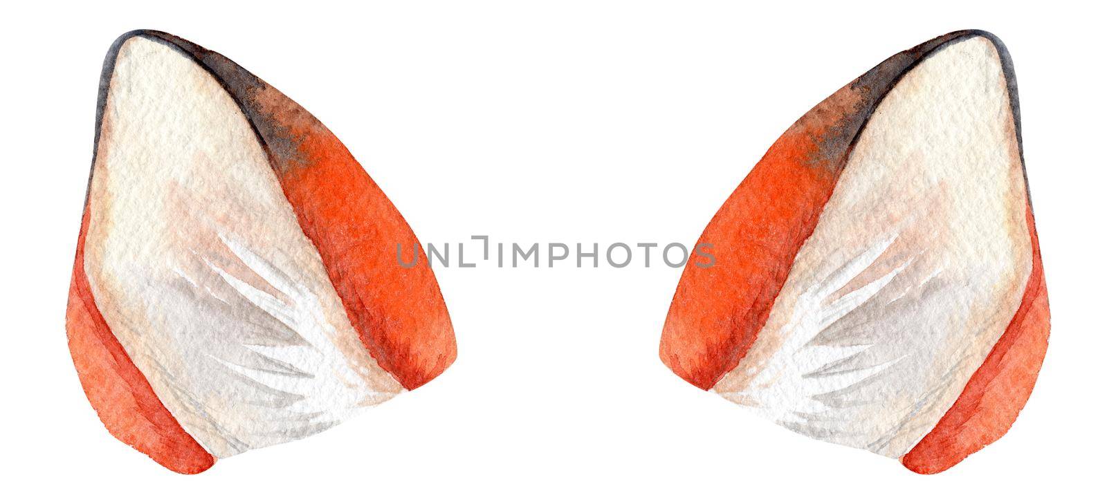 watercolor fox ears isolated on white background