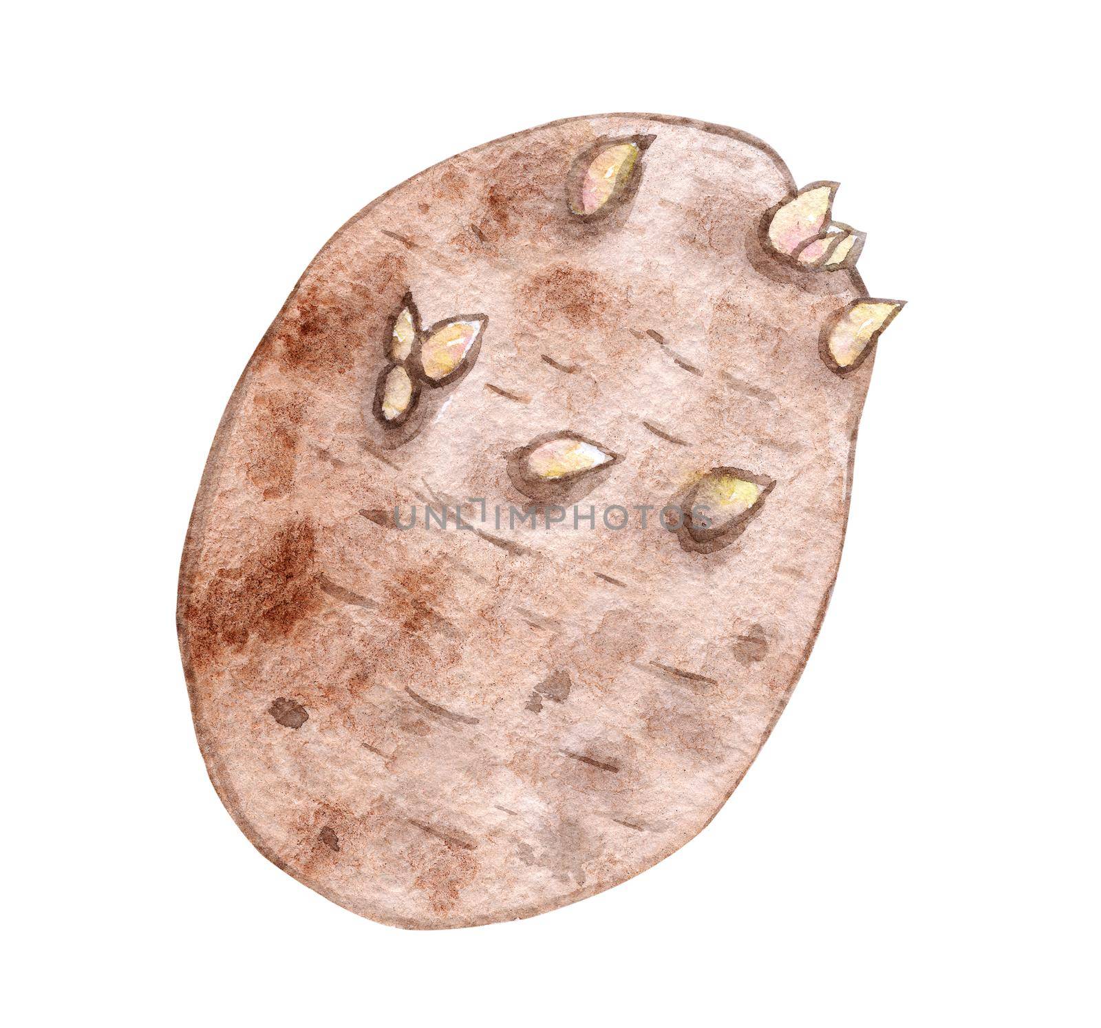 watercolor brown potato isolated on white background. Vegetable hand drawn illustration by dreamloud