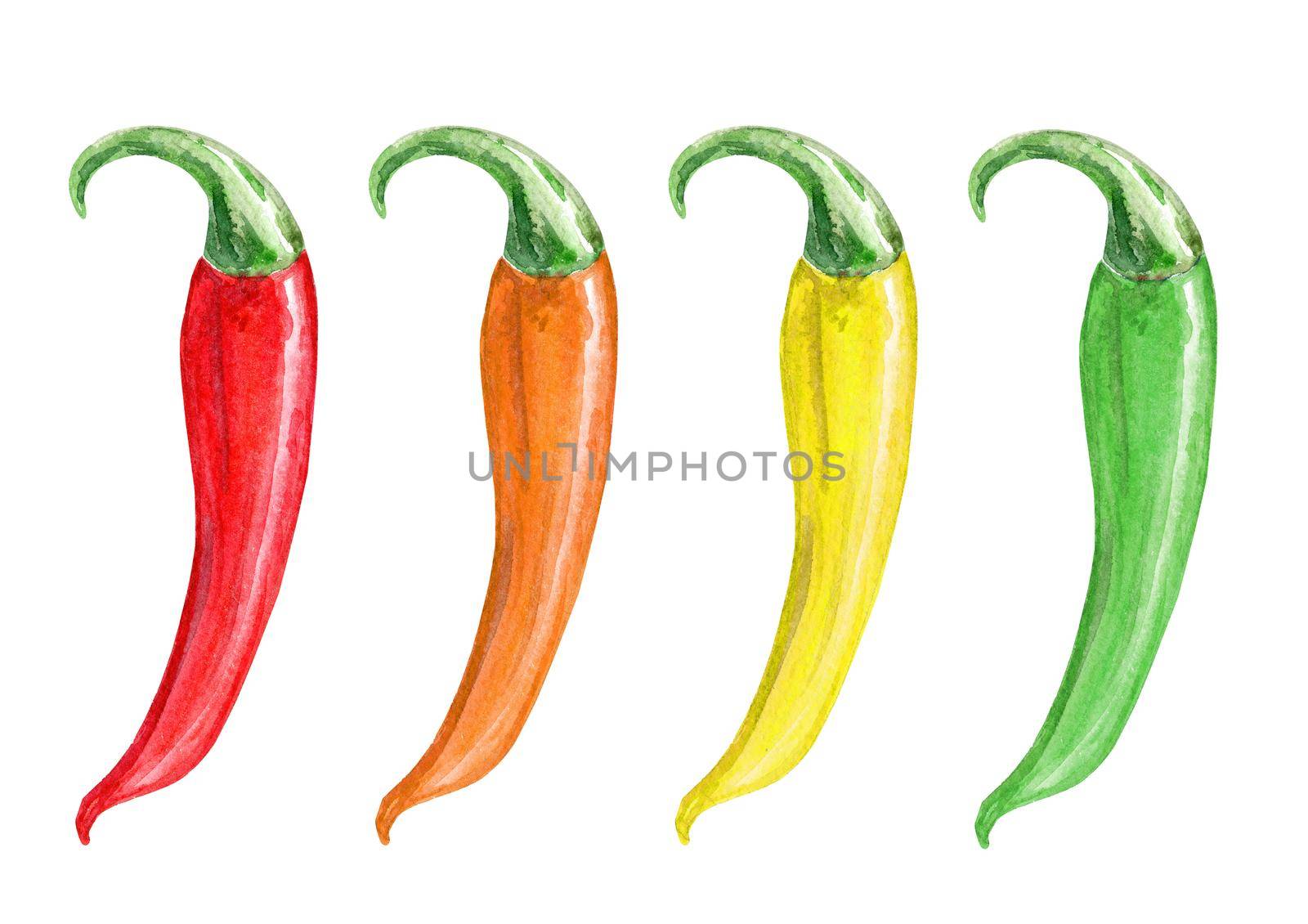 Watercolor multicolor chili peppers set isolated on white background by dreamloud