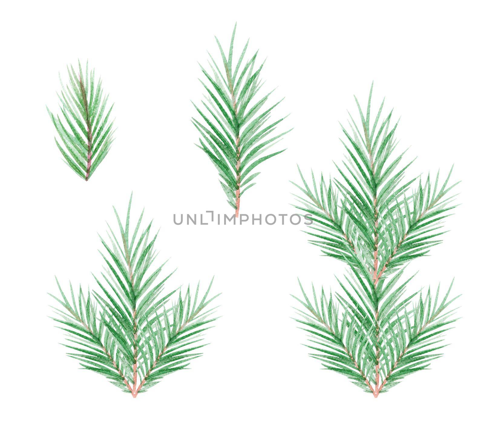 watercolor pine and fir branches set isolated on white background by dreamloud