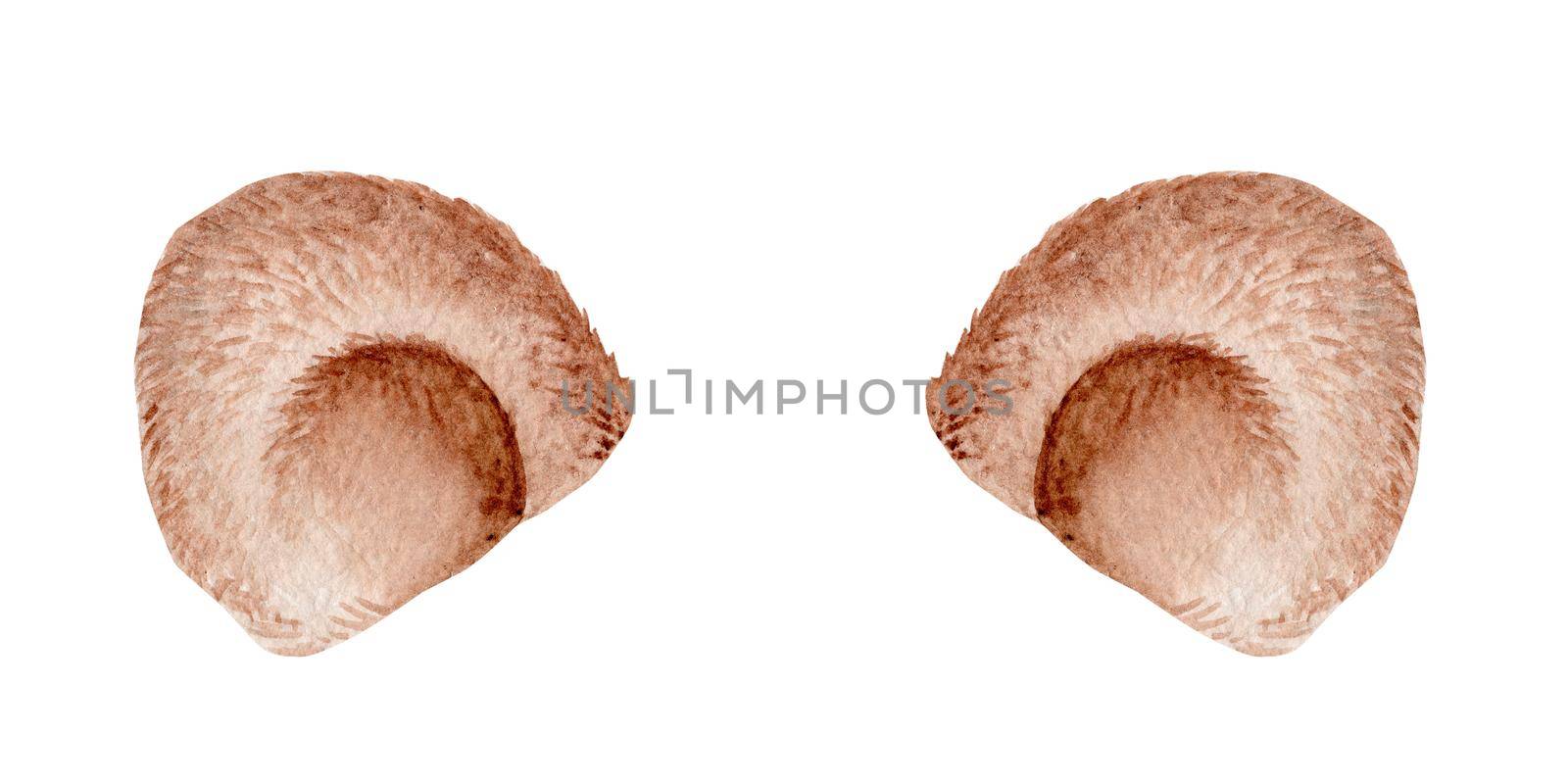 watercolor brown bear ears isolated on white background