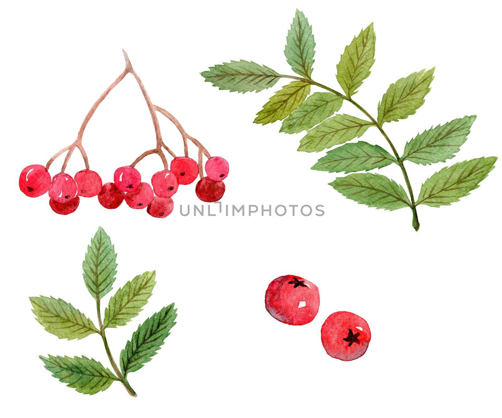 watercolor hand drawn rowan green branches and red berries set isolated on white background