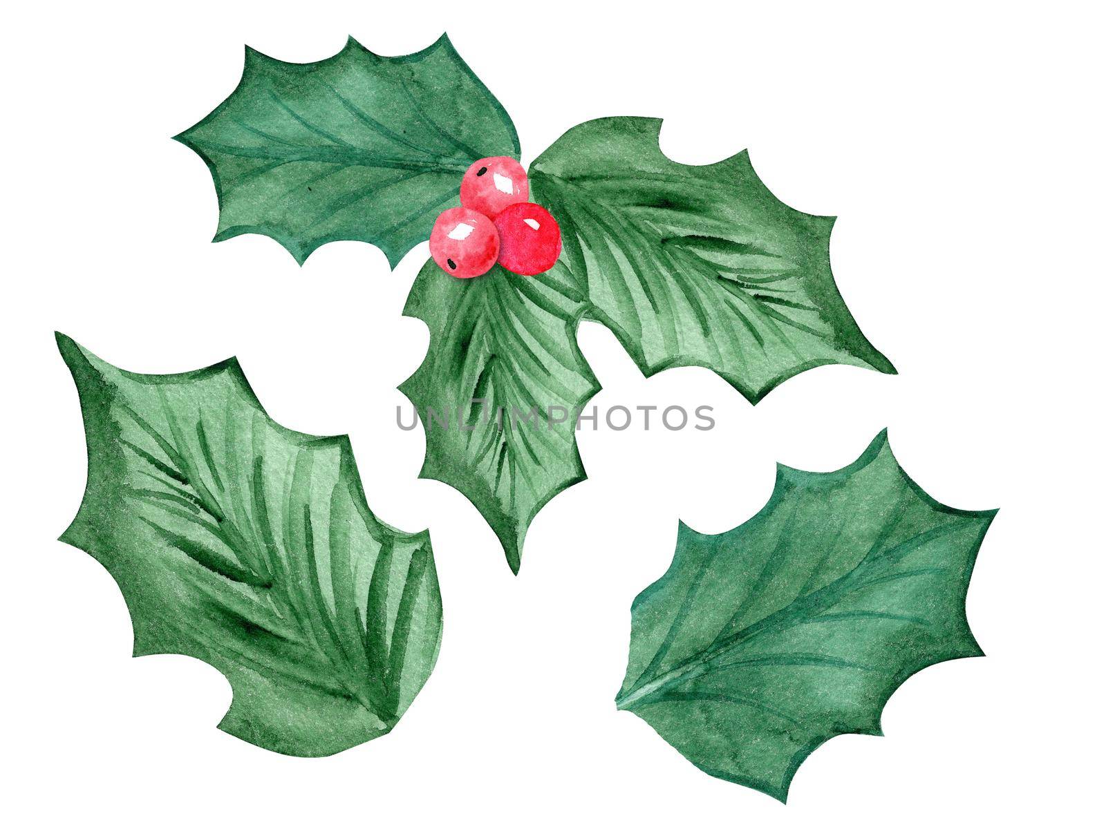 watercolor green holly leaves and berries set isolated on white background by dreamloud