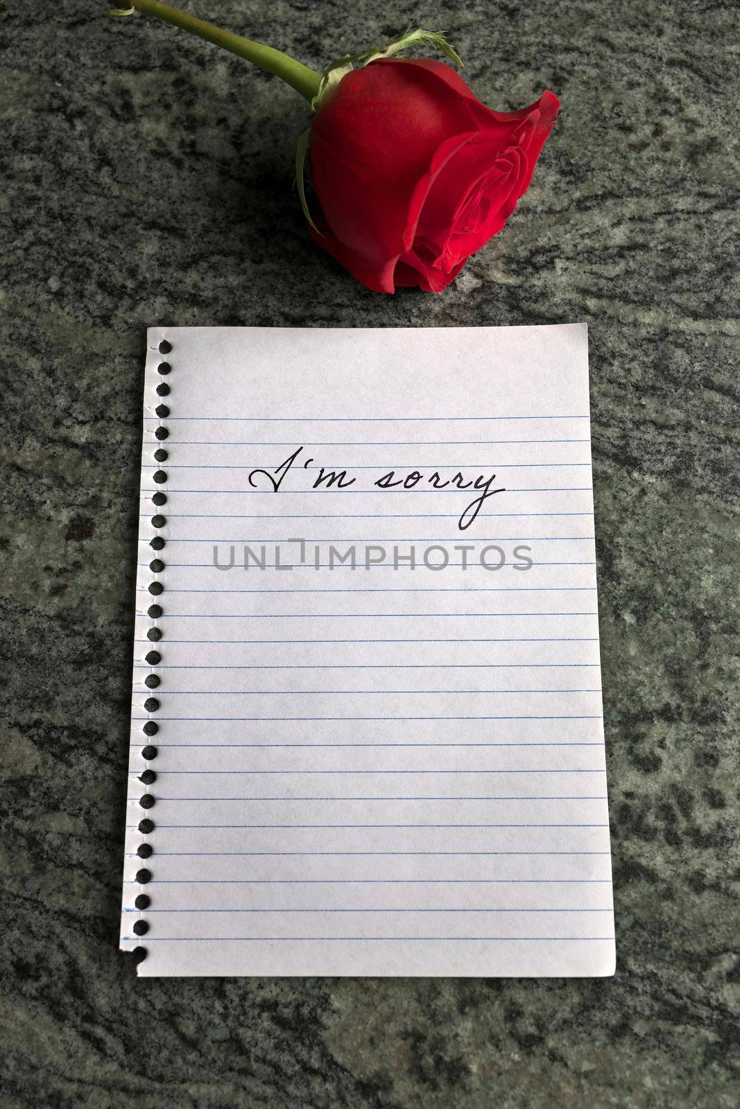 A Sorry Note with a Single Red Rose Beside it by markvandam