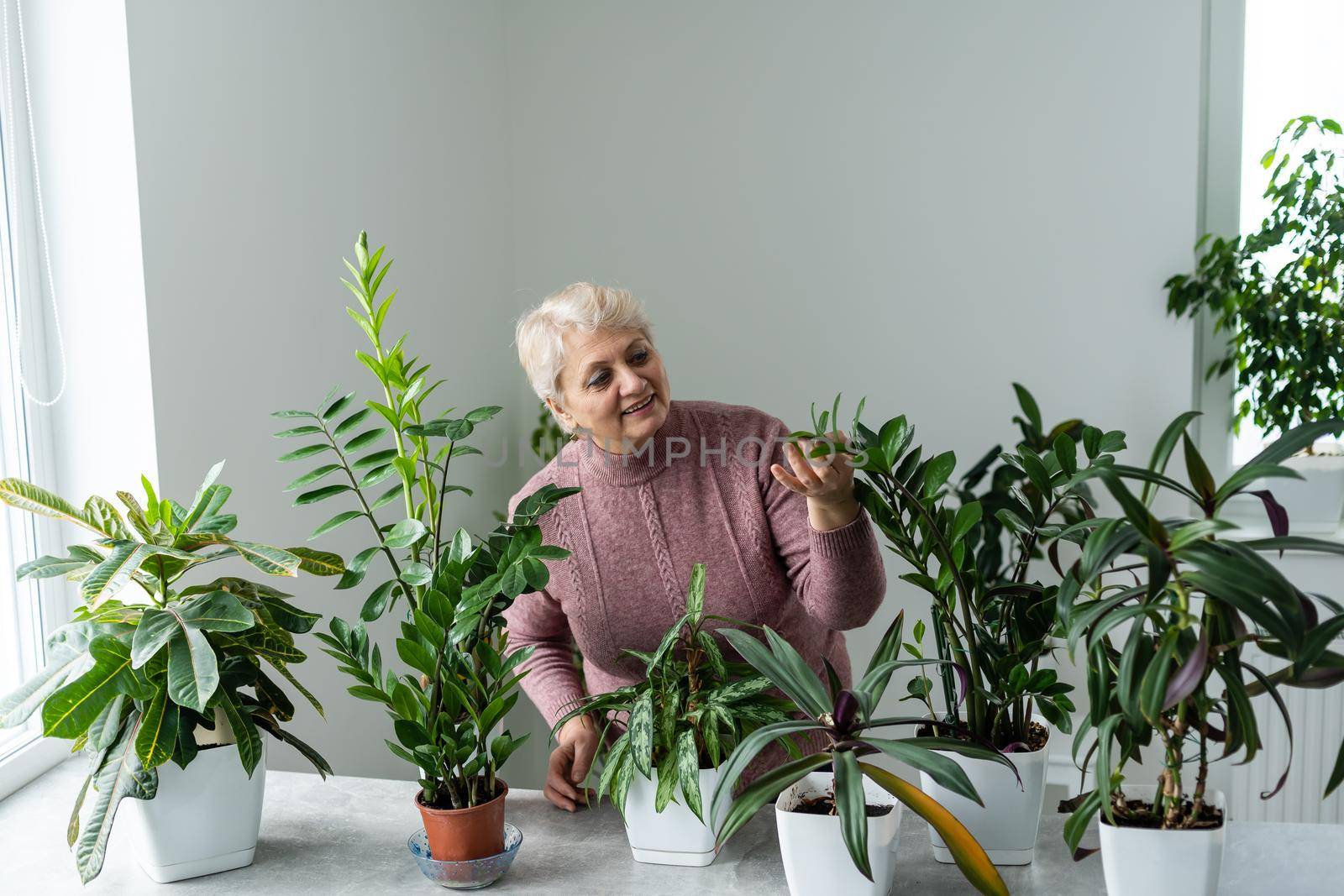 Senior Woman With Green Plants and Flowers at home. Woman Caring for House Plant. Woman Taking Care of Plants at Her Home Portrait of Elderly Woman Gardening at Home. Retired Female Care for Her Plant.