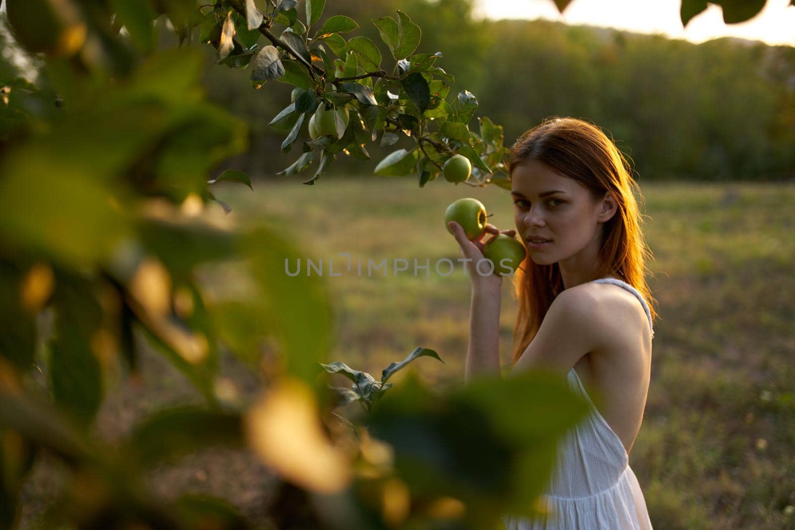 Woman in white dress picks apples from a tree in a nature field. High quality photo
