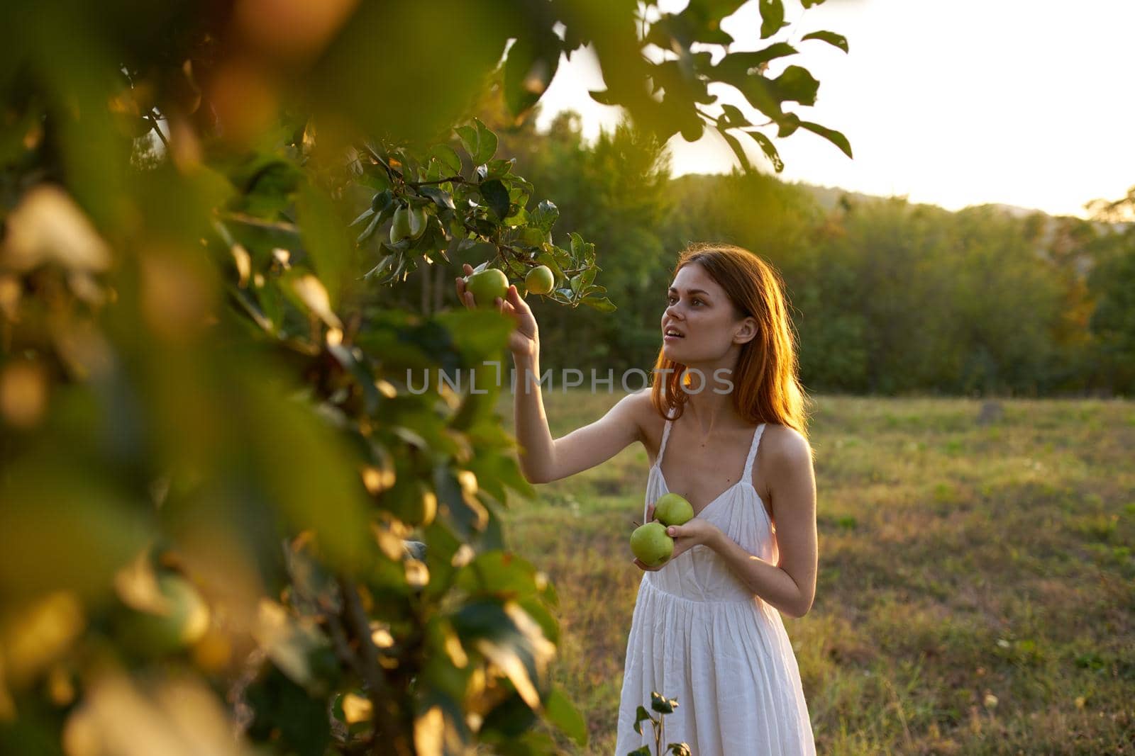 pretty woman in white dress picking apples from a tree in a field. High quality photo
