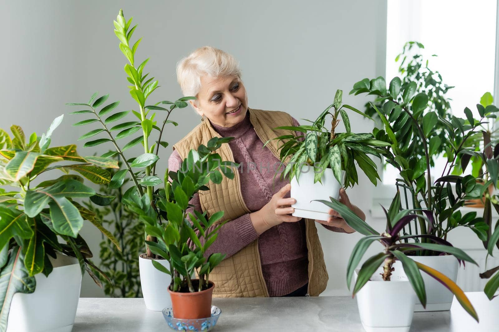 Senior Woman With Green Plants and Flowers at home. Woman Caring for House Plant. Woman Taking Care of Plants at Her Home Portrait of Elderly Woman Gardening at Home. Retired Female Care for Her Plant by Andelov13