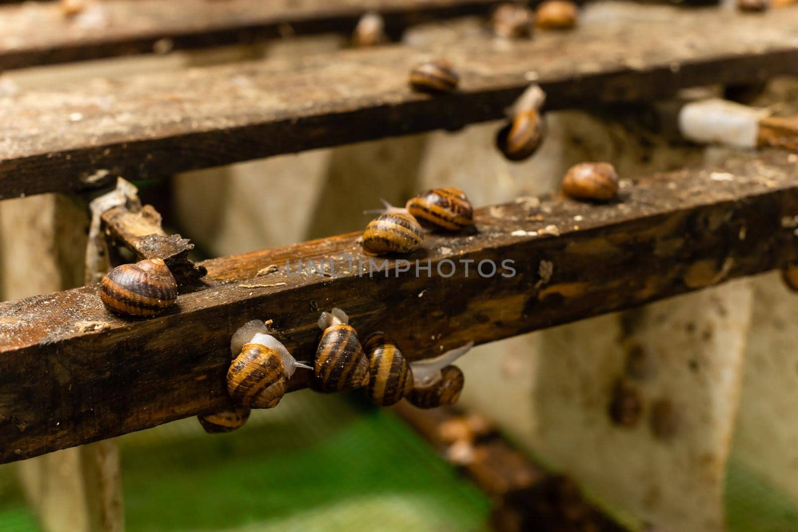 A group of snails. Snail farm.