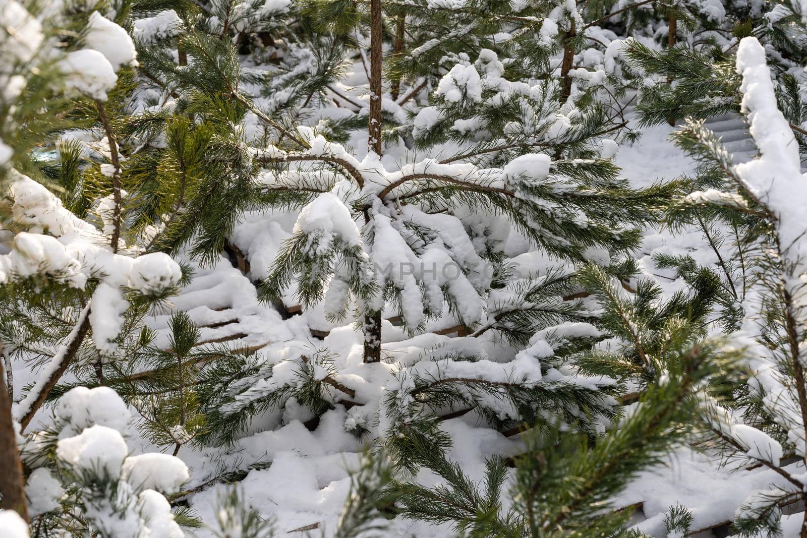 Snow-covered tree branch at sunset, a pines in the snow