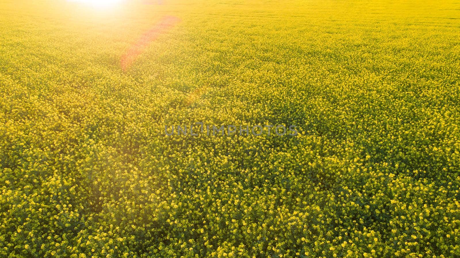 large rapeseed field during sunset with lens flare