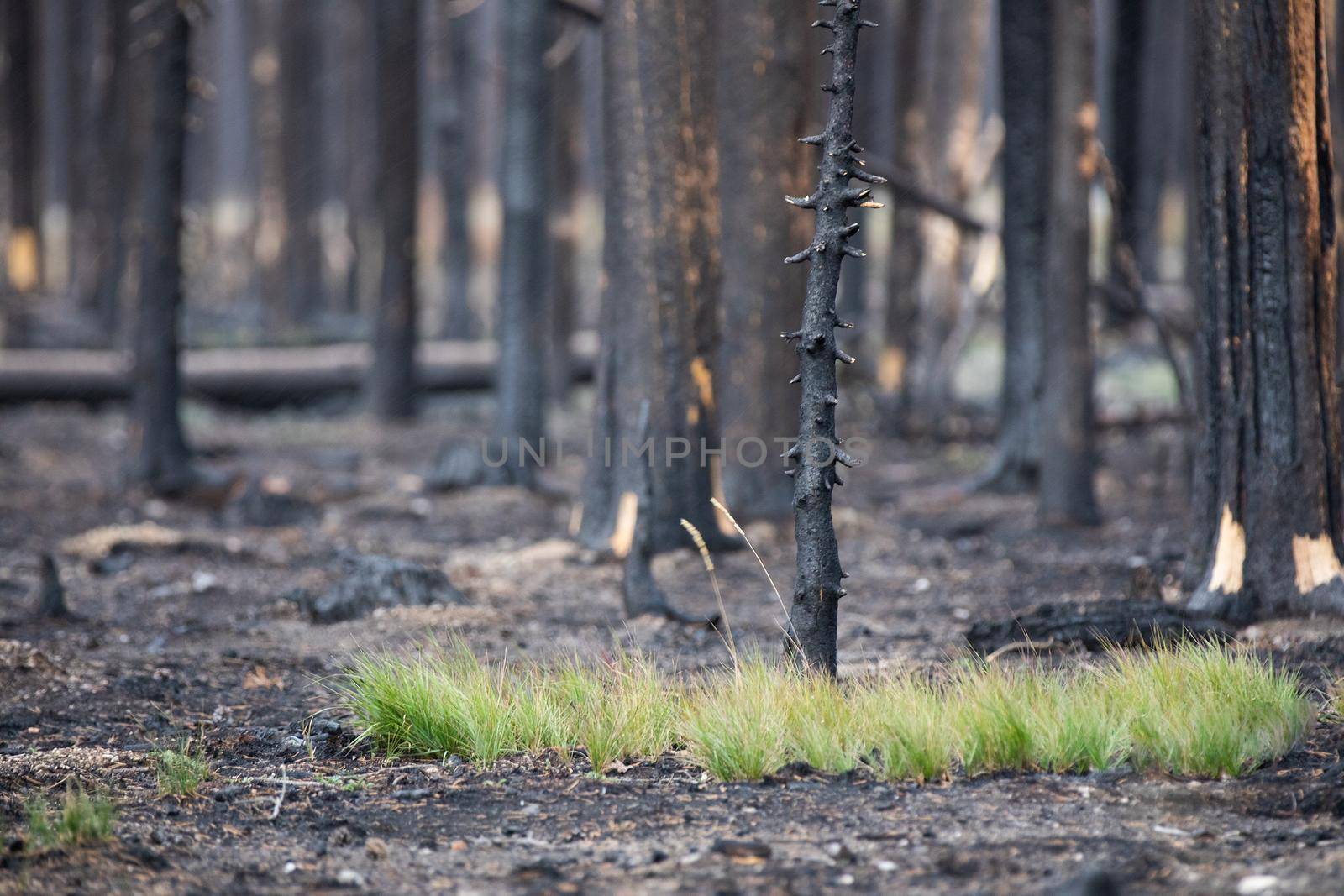 grass growing on the ground after a recent fire in the forest